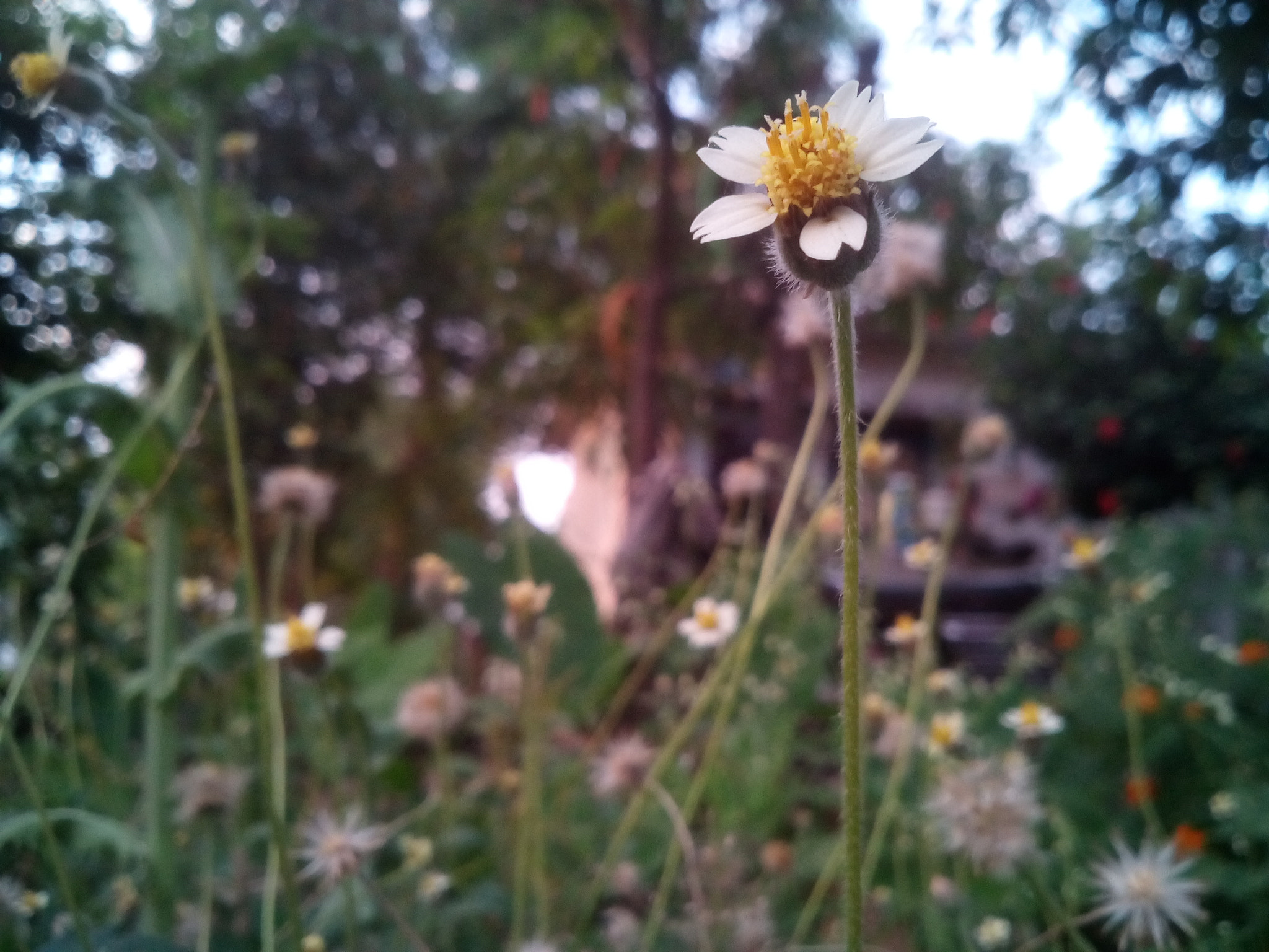Micromax Canvas A1 sample photo. Random clicks photography