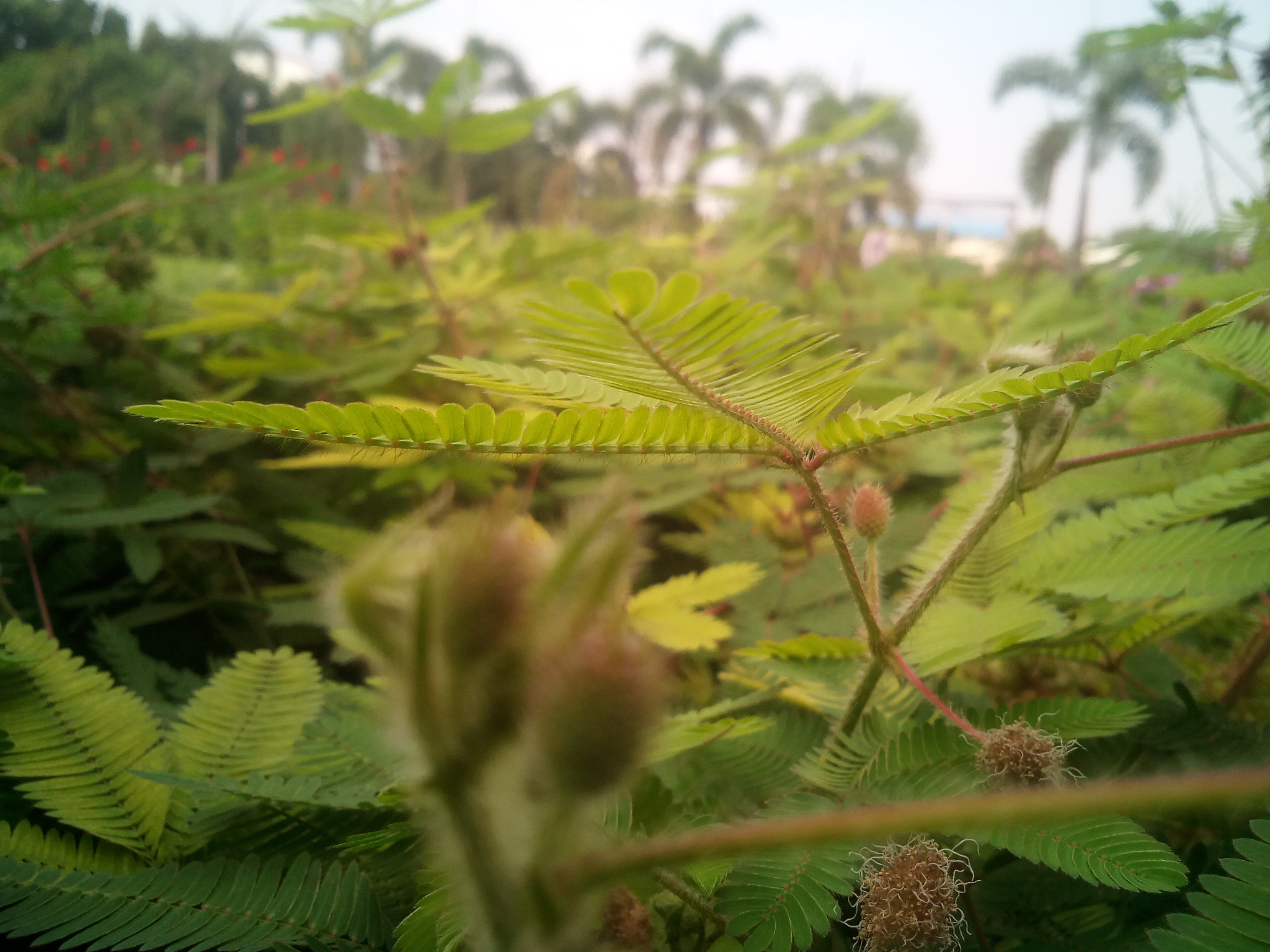 Micromax Canvas A1 sample photo