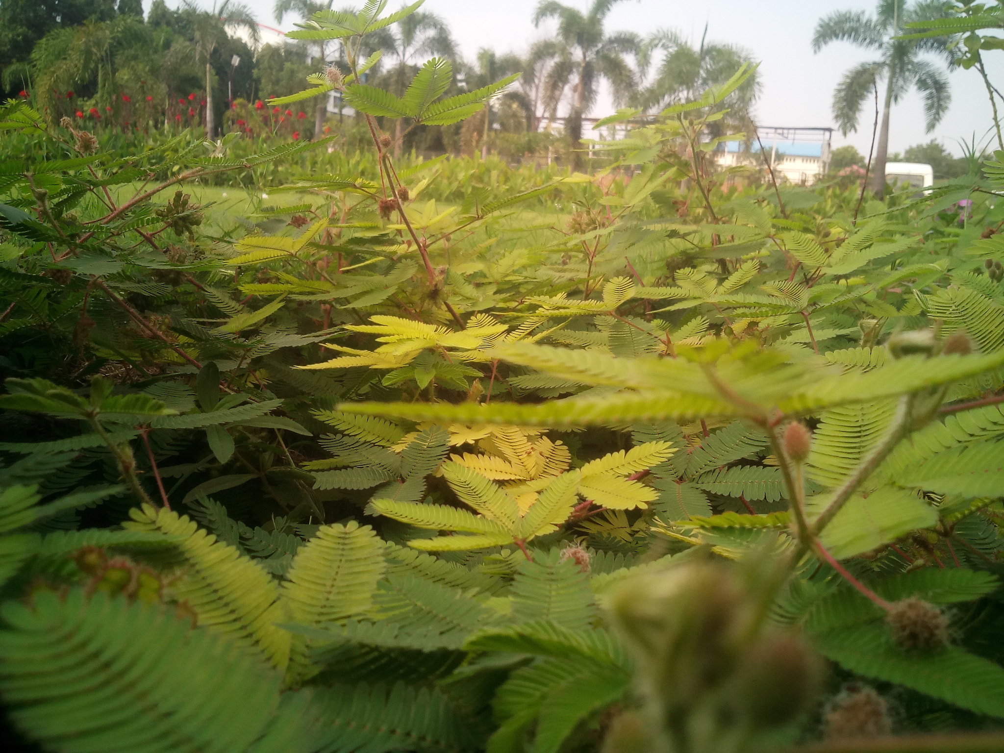 Micromax Canvas A1 sample photo