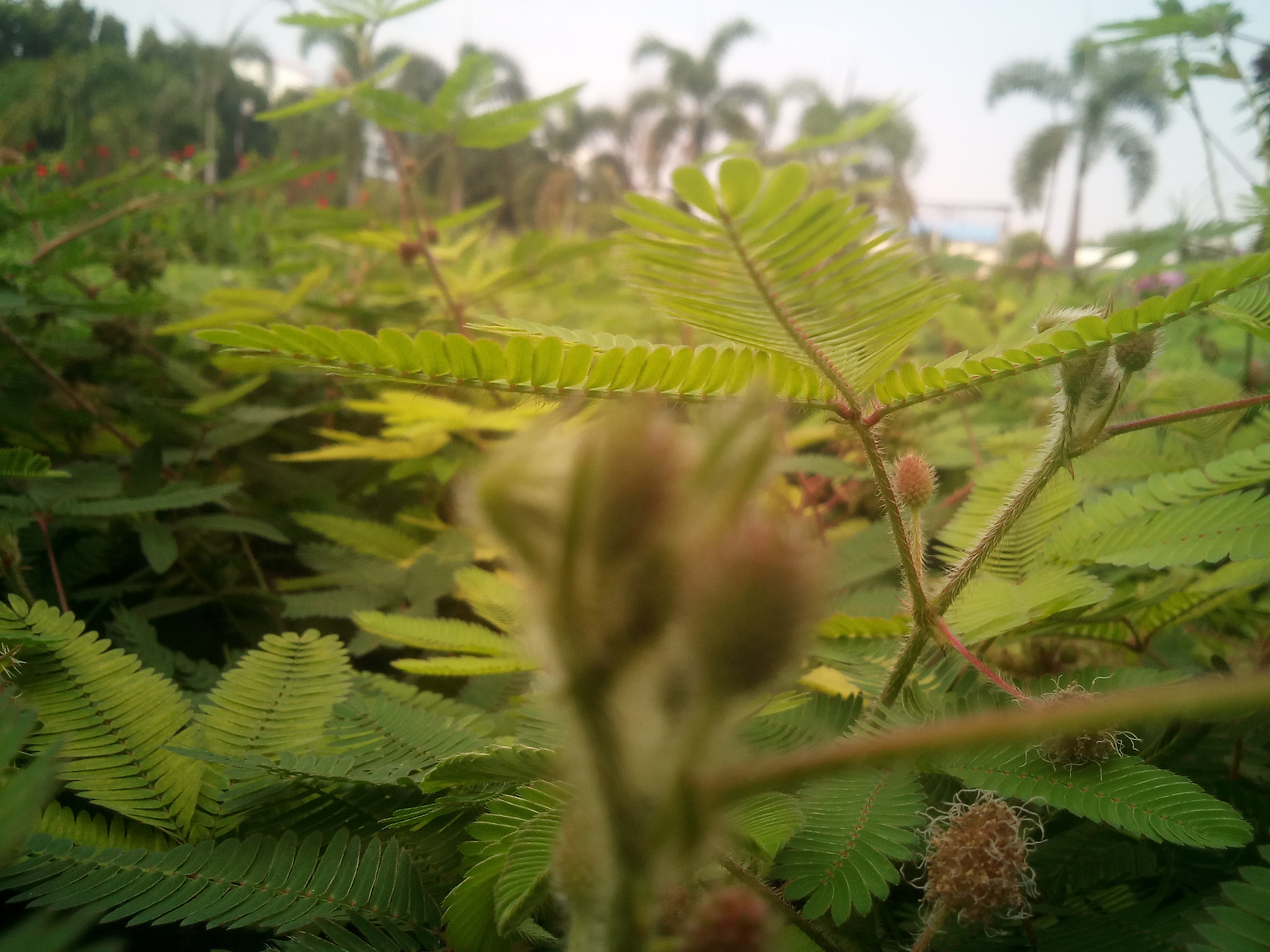 Micromax Canvas A1 sample photo