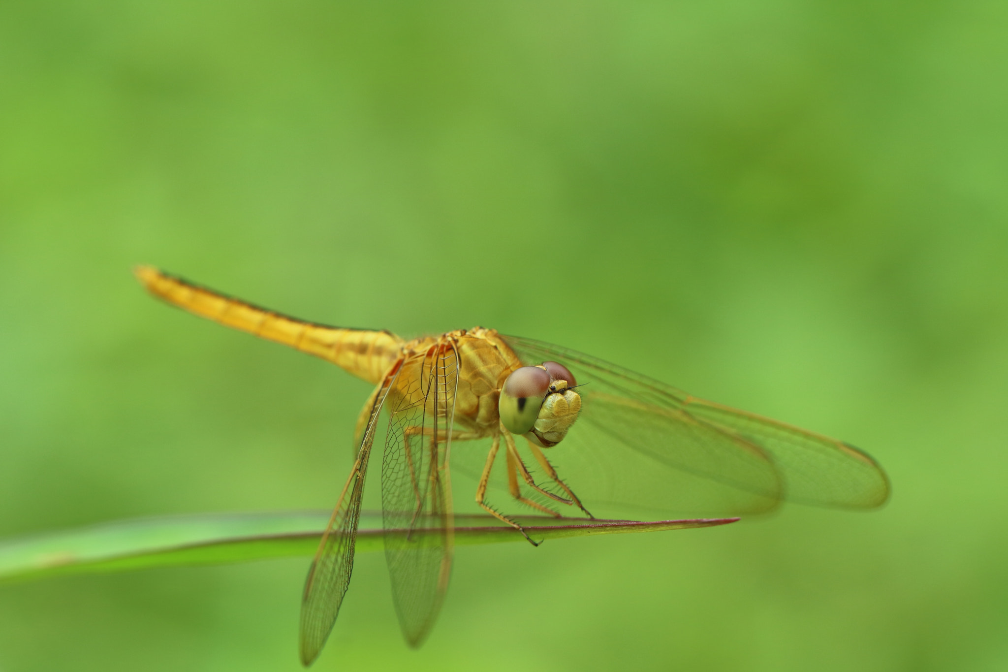 Canon EOS M3 sample photo. Dragonfly photography