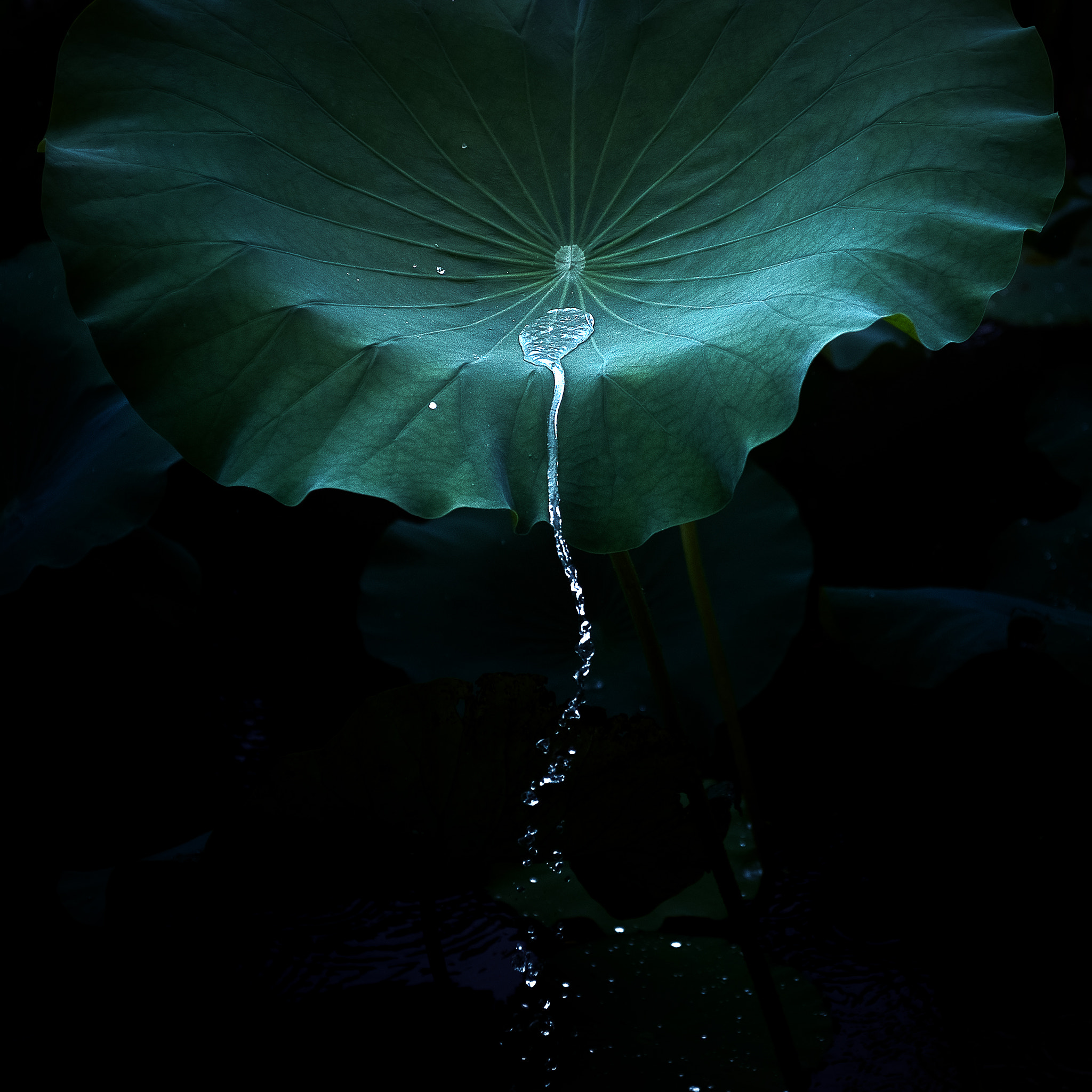 Nikon AF-S Nikkor 24-70mm F2.8E ED VR sample photo. Lotus leaf photography