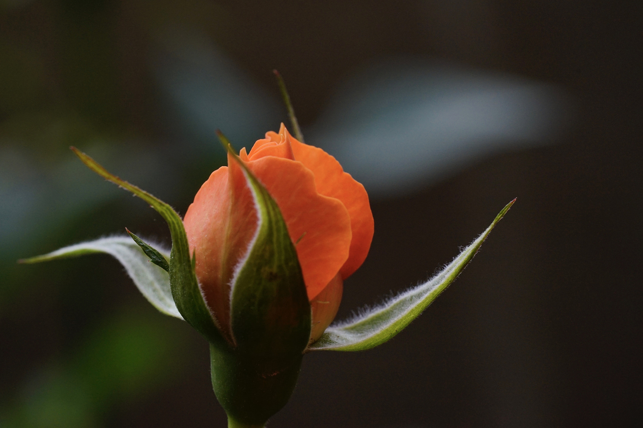 Sony a7 II + Sony FE 90mm F2.8 Macro G OSS sample photo. 熱烈 photography