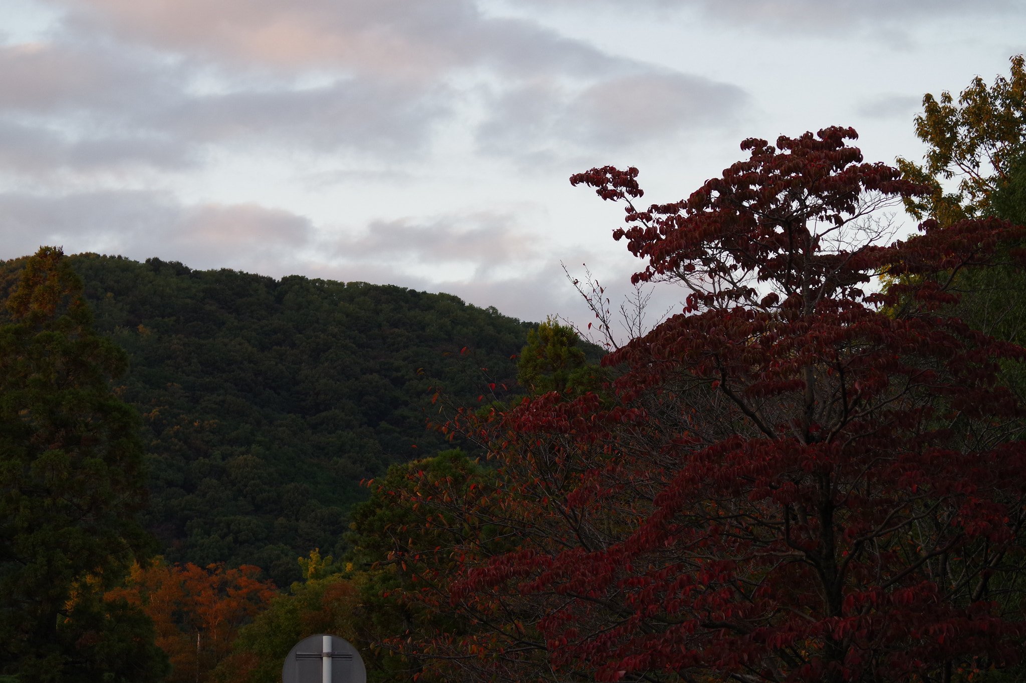 Pentax K-S1 + smc PENTAX-DA L 50-200mm F4-5.6 ED sample photo. Sky and trees photography