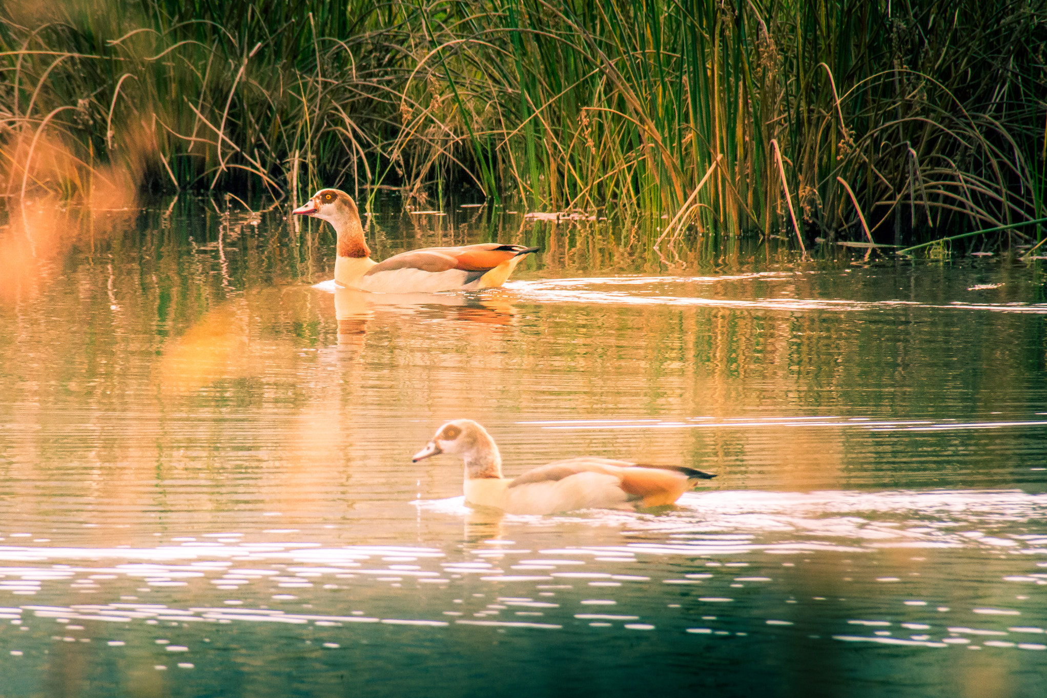 Sigma 18-250mm F3.5-6.3 DC OS HSM sample photo. Ducks not in a row... photography