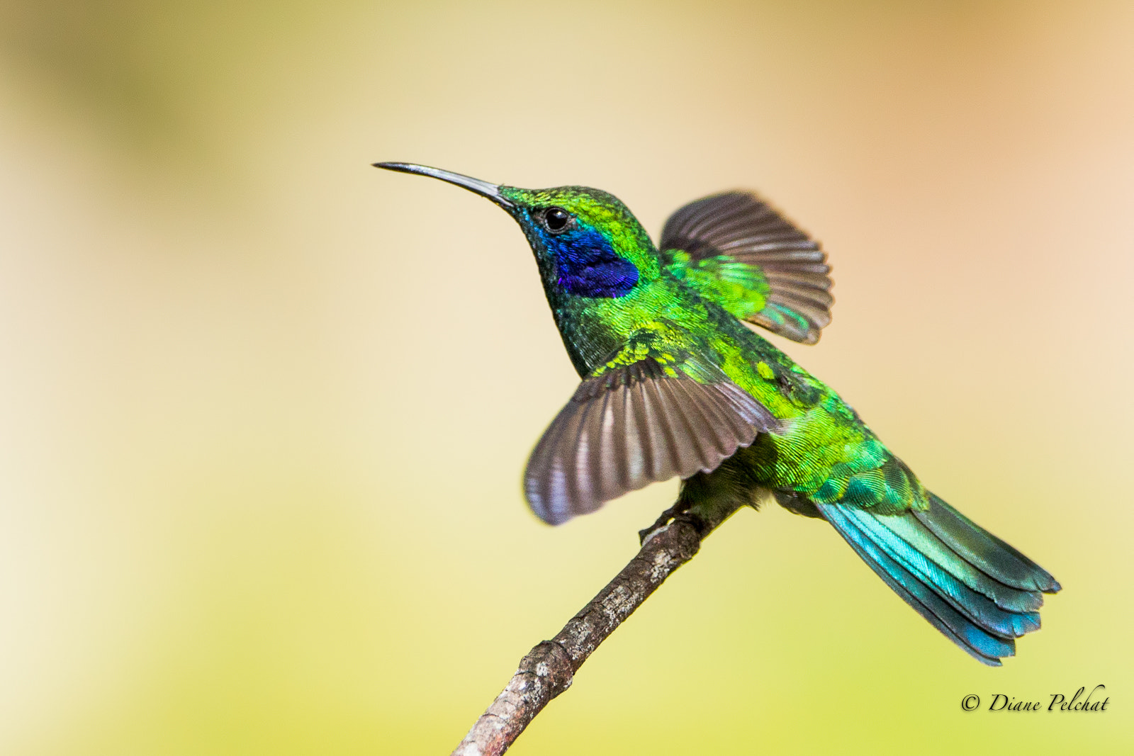 Canon EF 300mm F2.8L IS II USM sample photo. Green violetear photography