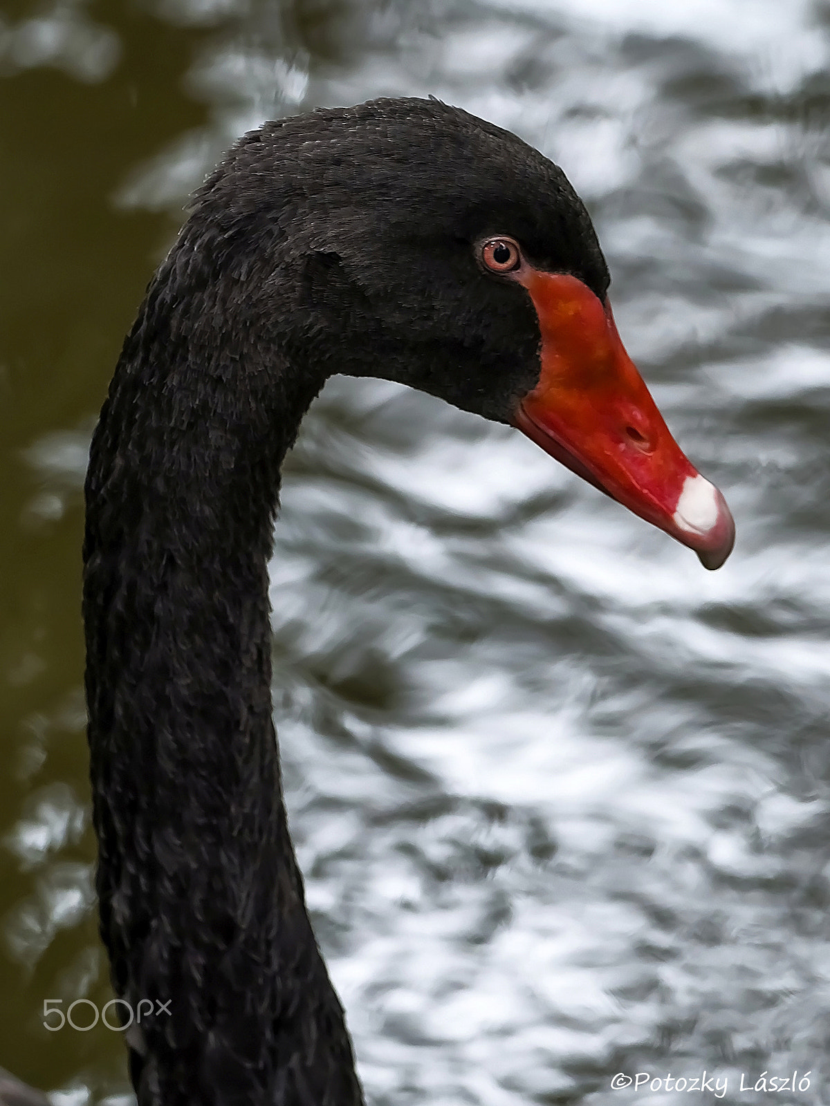 OLYMPUS M.300mm F4.0 sample photo. Black swan photography