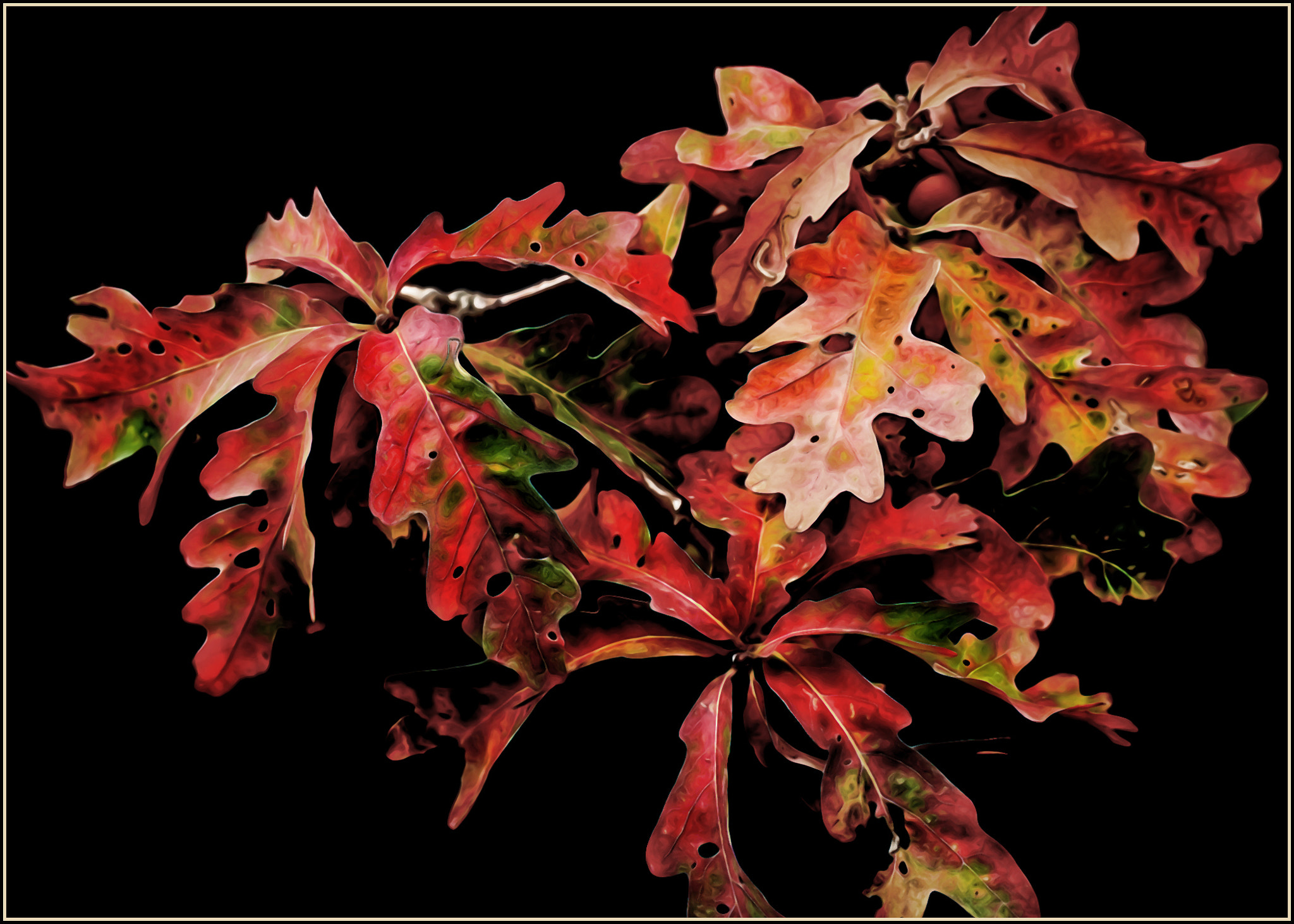 Canon EF 50mm F2.5 Macro sample photo. Fall leaves... photography