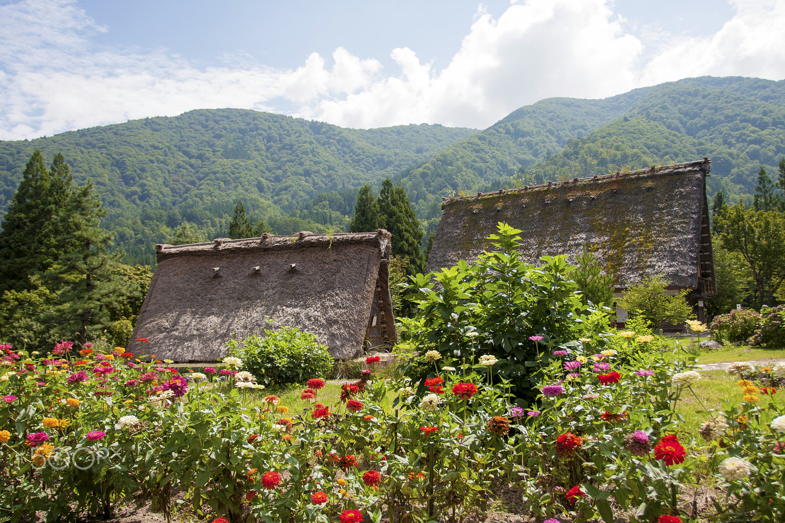 Canon EOS 40D + Canon EF 17-40mm F4L USM sample photo. Shirakawago and flowers photography