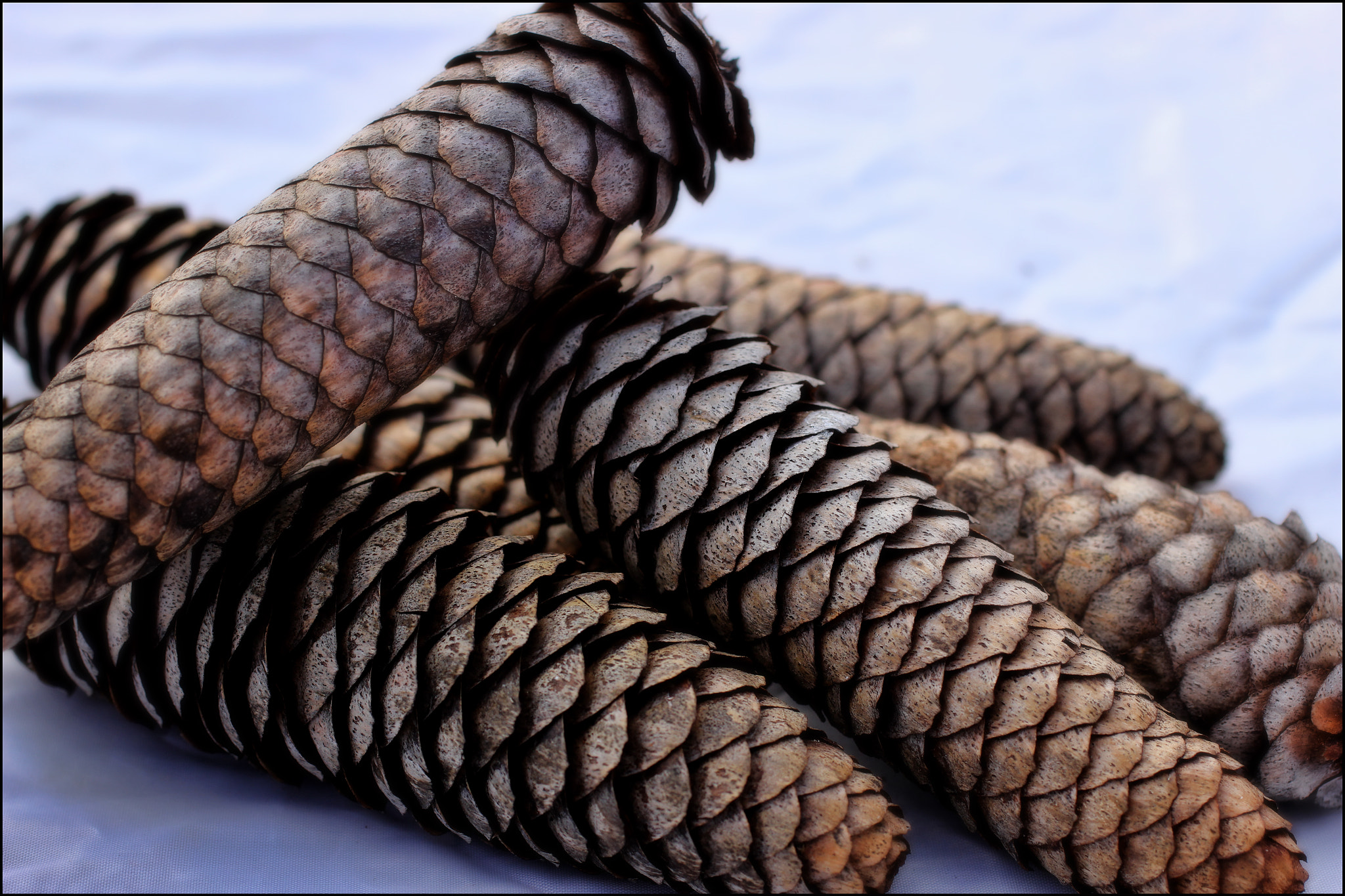 Canon EF 50mm F2.5 Macro sample photo. Pinecones... photography