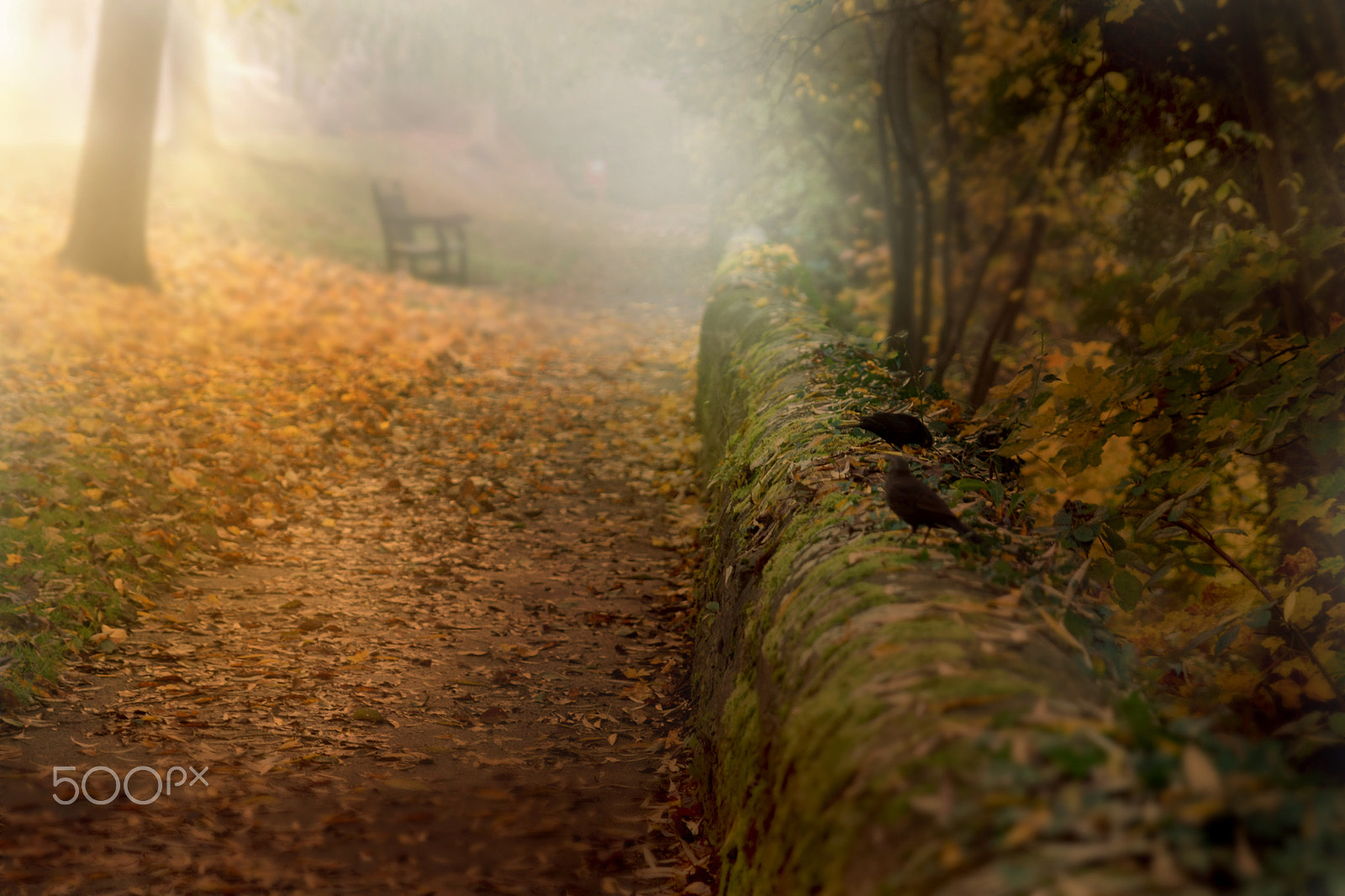 Nikon D5500 + Sigma 24-70mm F2.8 EX DG HSM sample photo. Down the autumn path photography