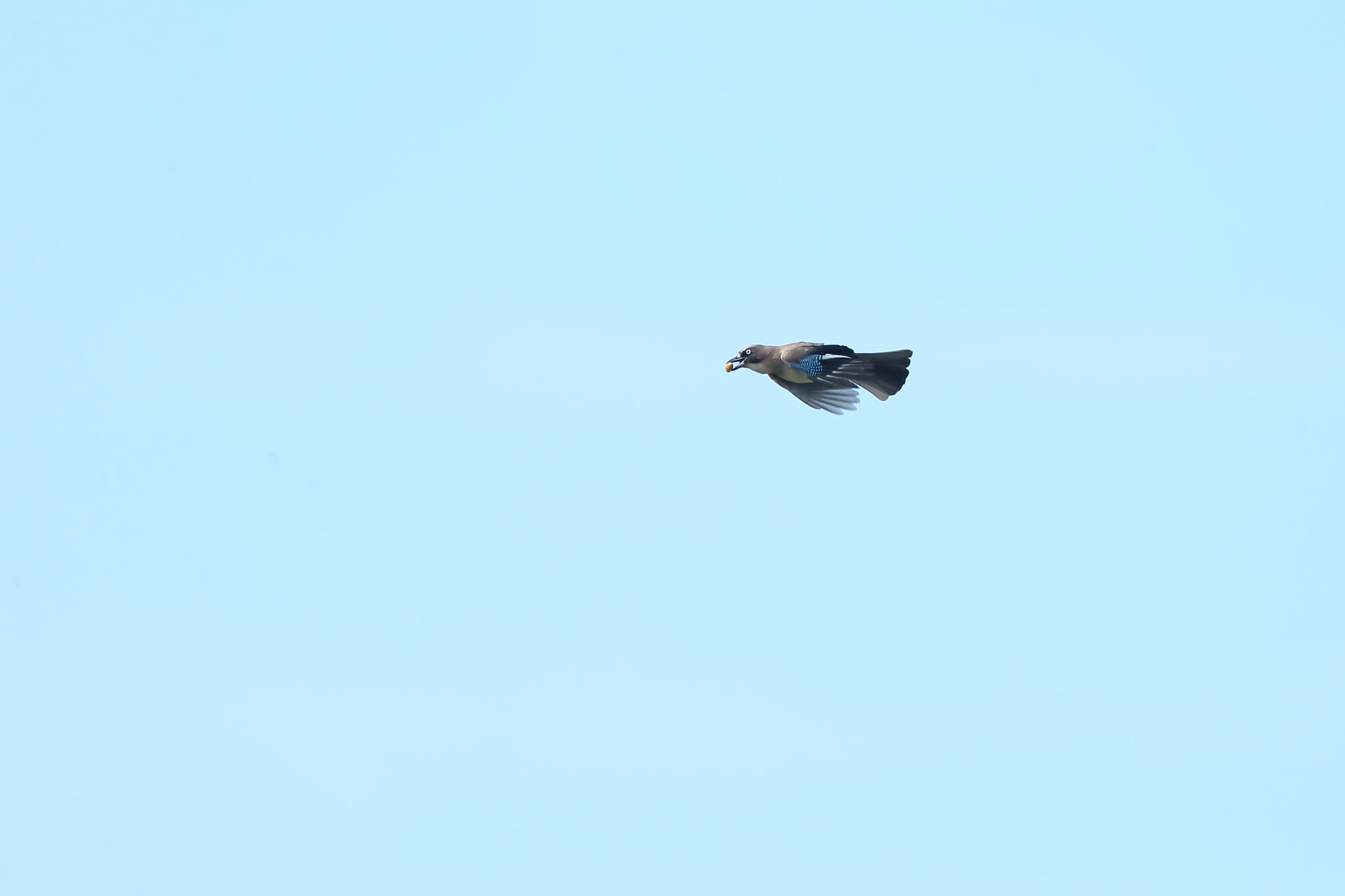 Canon EF 800mm F5.6L IS USM sample photo. カケス　木の実ー photography