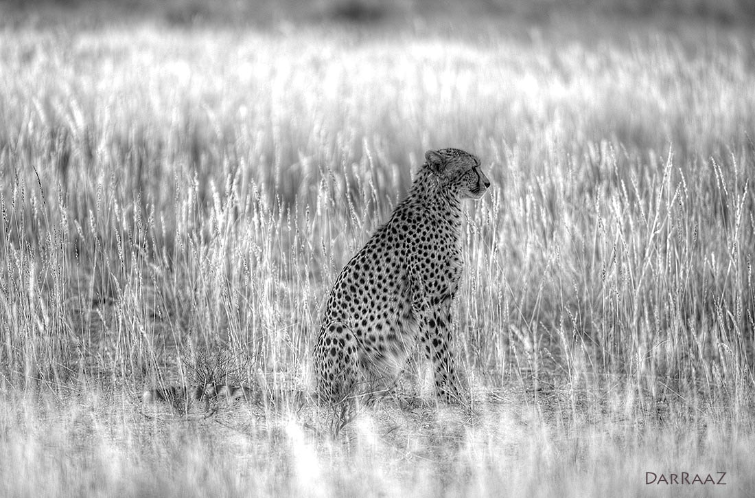 Nikon D4 + Nikon AF-S Nikkor 600mm F4G ED VR sample photo. Serene photography