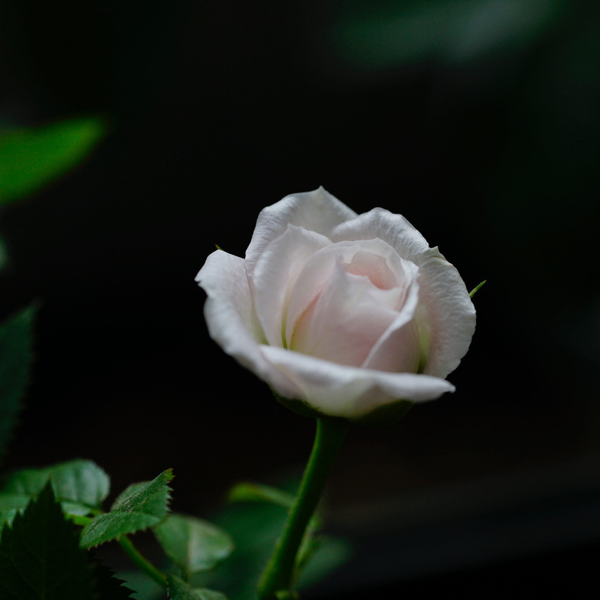 Sony a7 II + Sony FE 90mm F2.8 Macro G OSS sample photo. 晚節 photography