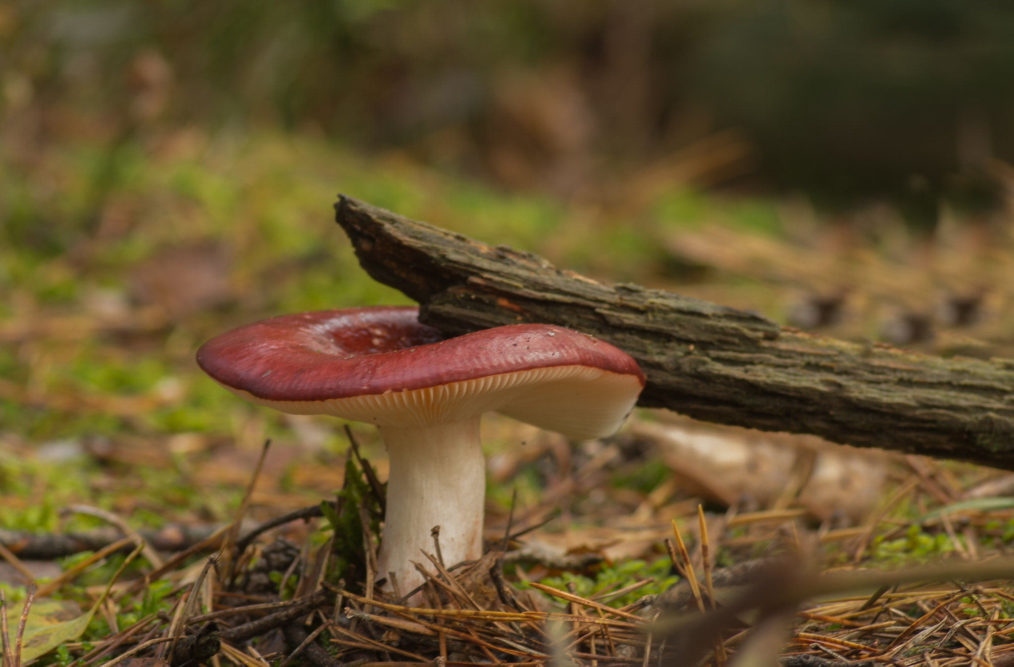 Pentax smc D-FA 100mm F2.8 Macro WR sample photo. Braakrussula born on de rong place! photography