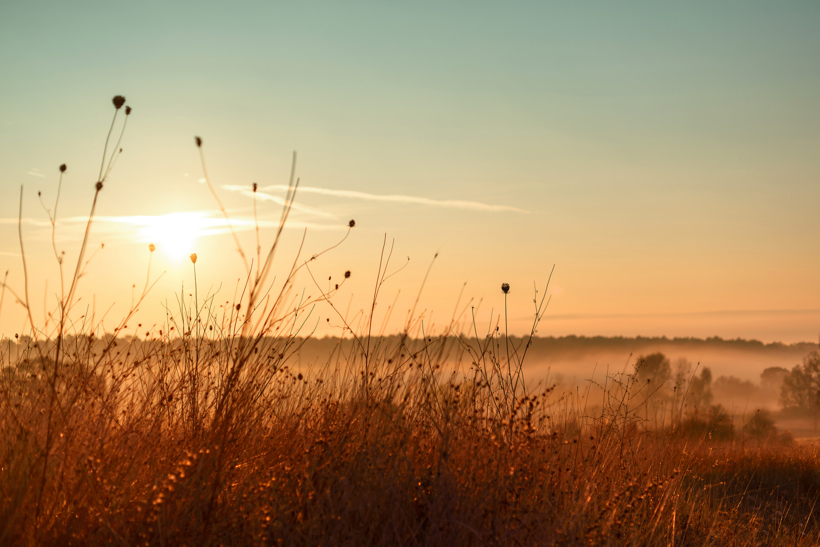 ZEISS Makro-Planar T* 50mm F2 sample photo. Morning photography