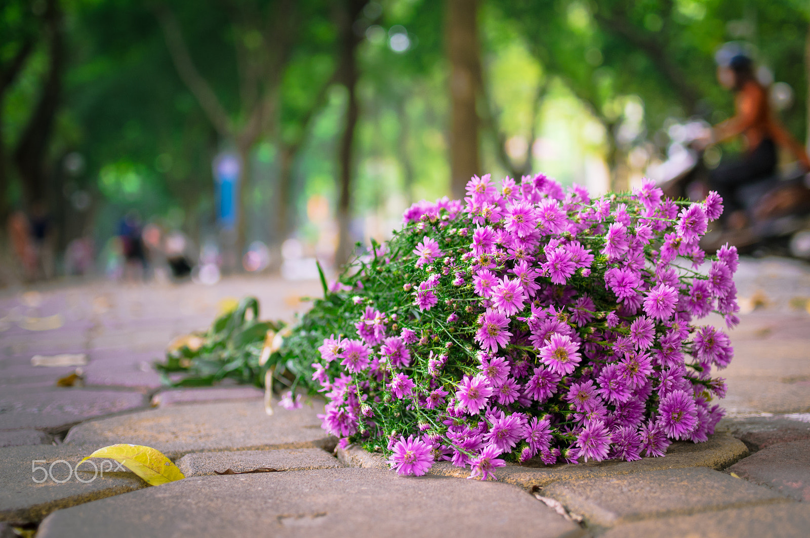 Pentax K-r sample photo. Autumn flowers photography