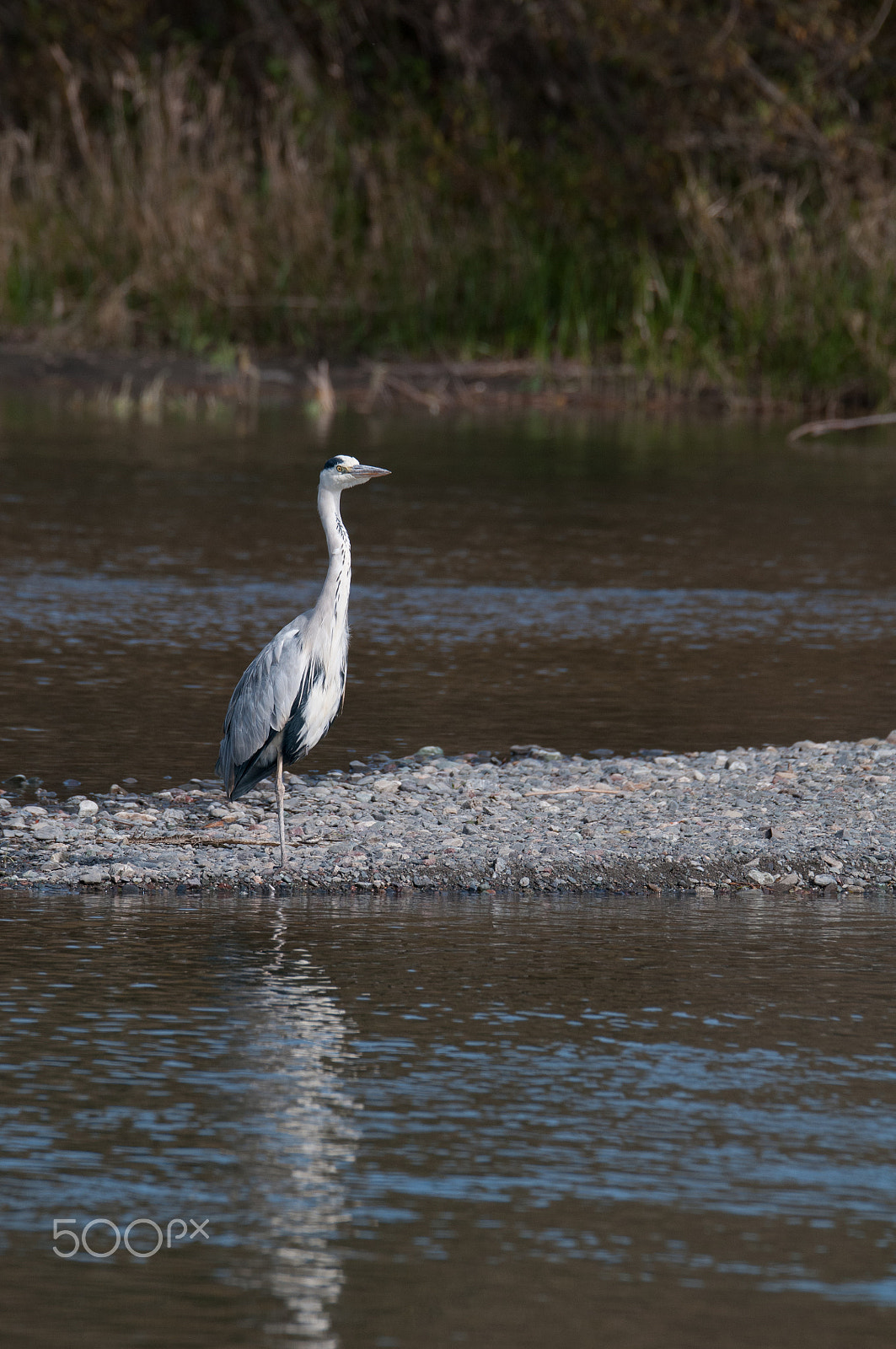 Sigma 150-600mm F5-6.3 DG OS HSM | S sample photo. Grey heron. photography