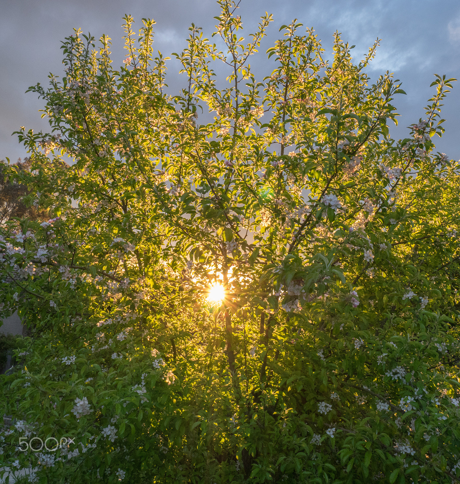 Panasonic DMC-GM1S + Panasonic Lumix G Vario HD 12-32mm F3.5-5.6 Mega OIS sample photo. Apple tree photography