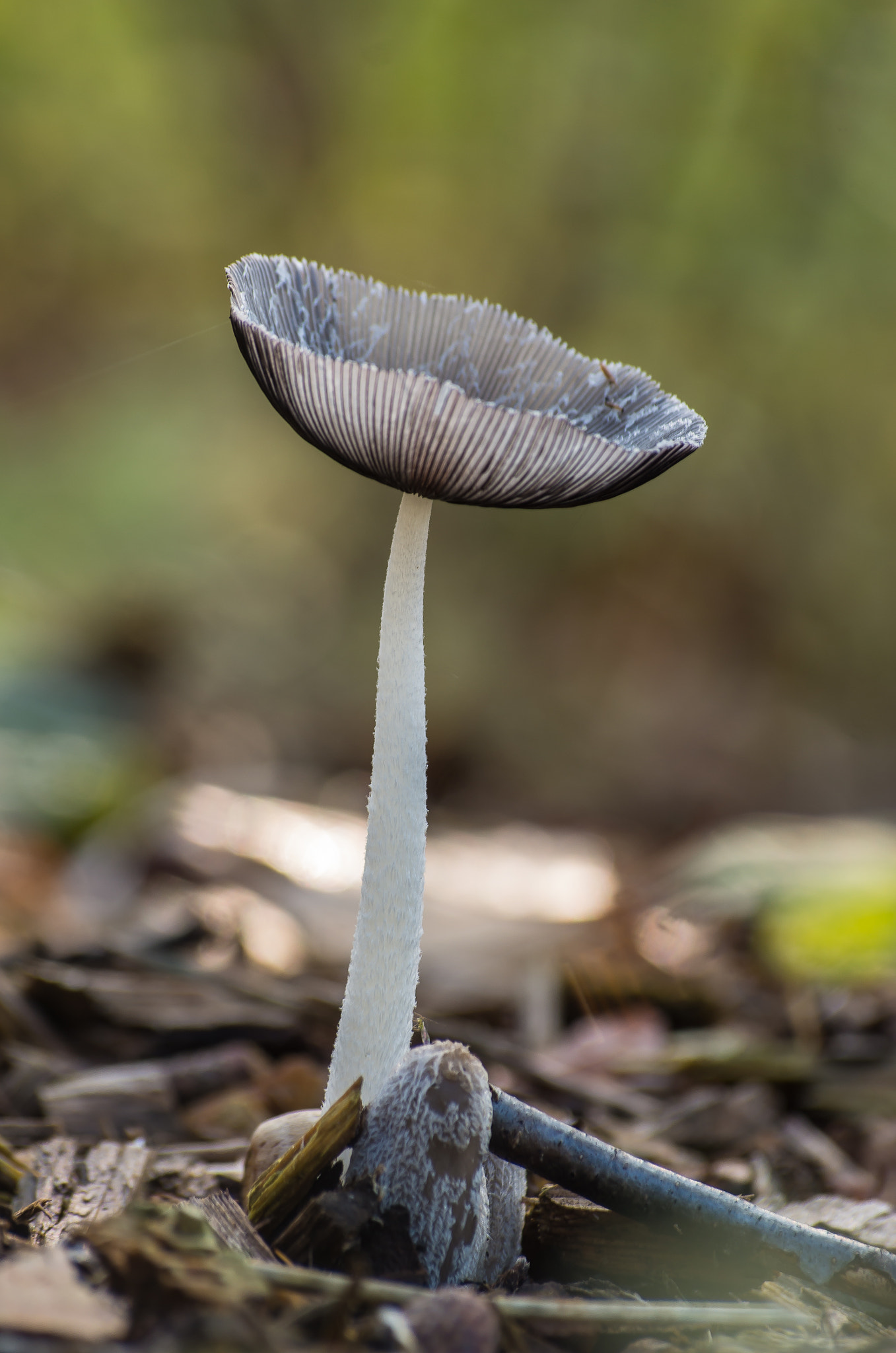 Pentax K-5 II sample photo. Kale inktzwam coprinus atramentarius (van ) photography