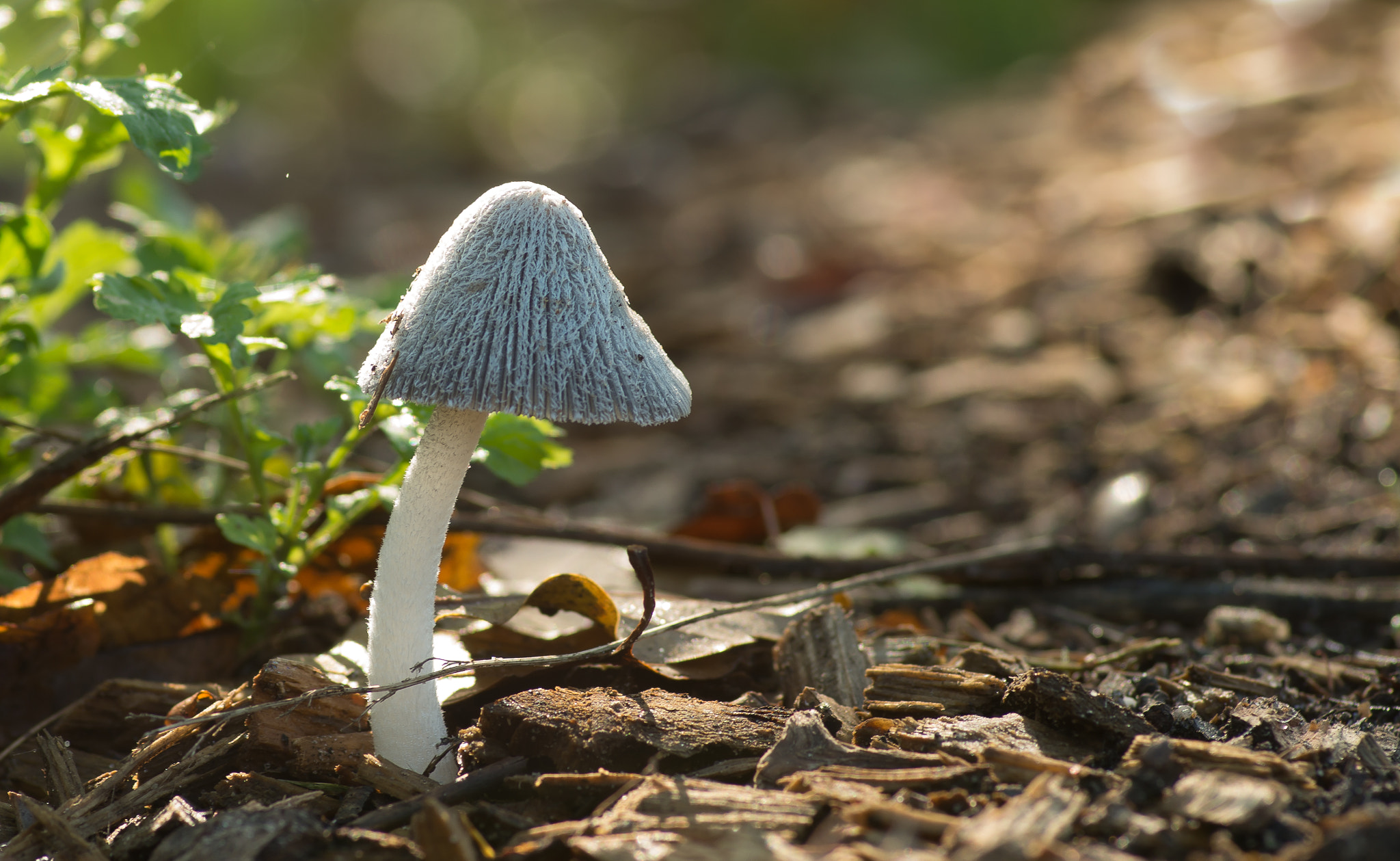Pentax smc D-FA 100mm F2.8 Macro WR sample photo. Kale inktzwam coprinus atramentarius (van ) photography