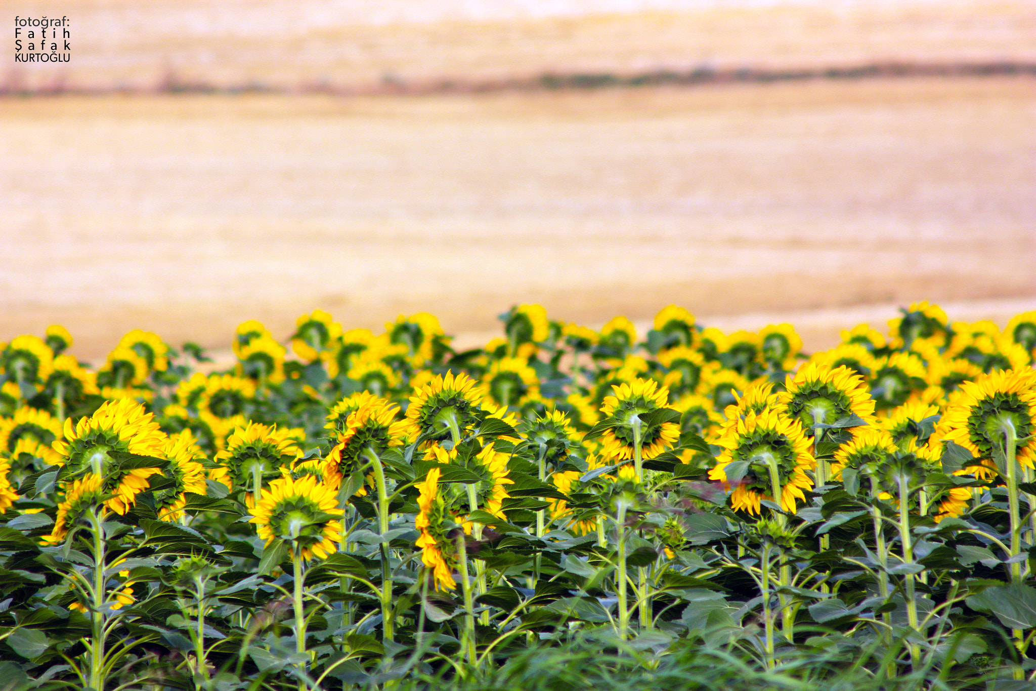 Canon EF 90-300mm F4.5-5.6 sample photo. Bye bye summer photography
