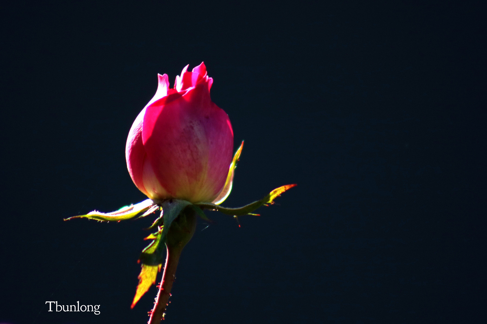 Canon EOS M3 + EF75-300mm f/4-5.6 sample photo. Rose about to bloom ! photography