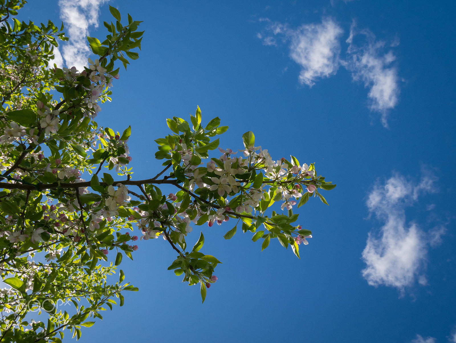 Panasonic DMC-GM1S + Panasonic Lumix G Vario HD 12-32mm F3.5-5.6 Mega OIS sample photo. Apple blossoms photography