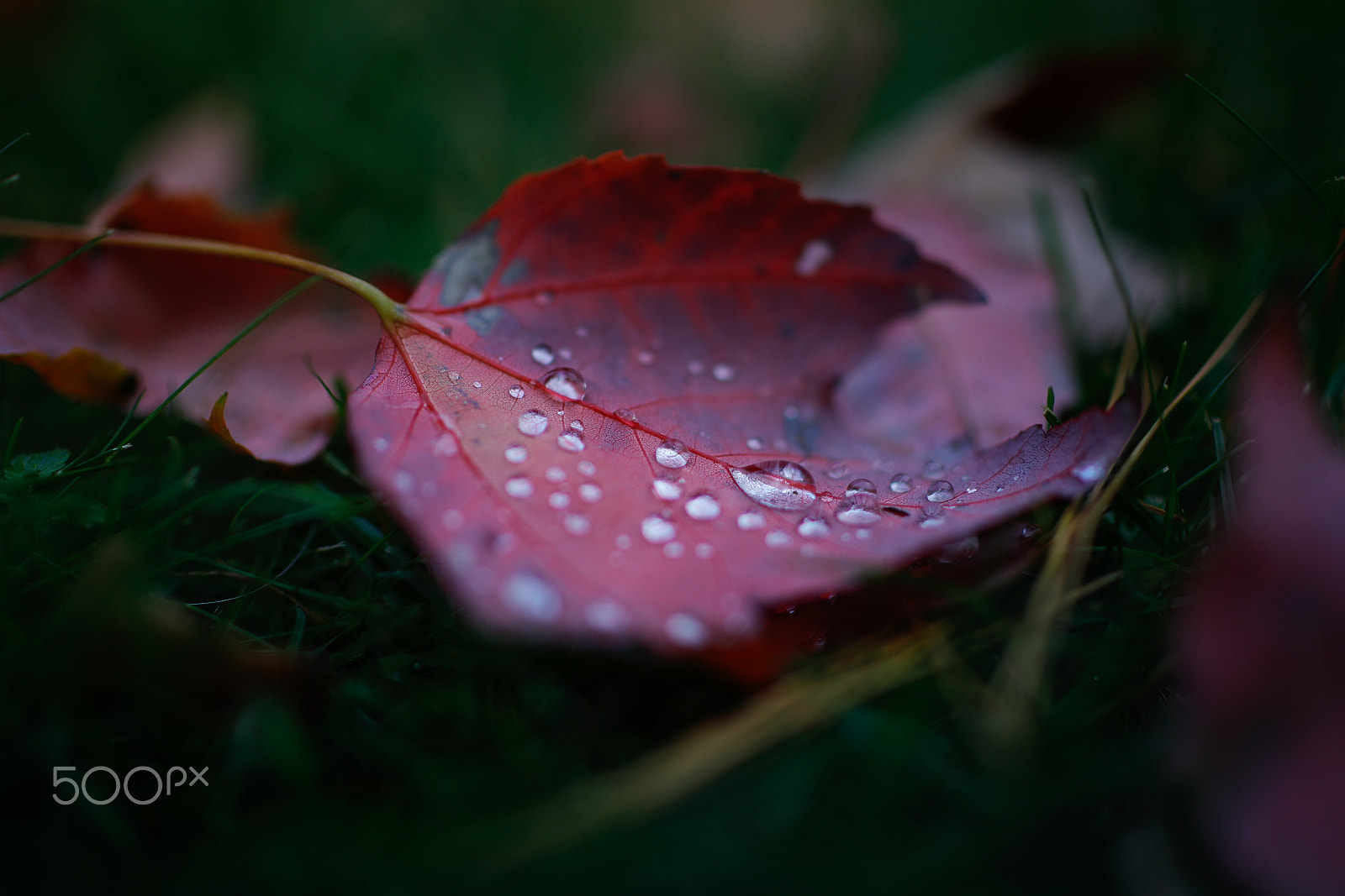 Tamron SP 45mm F1.8 Di VC USD sample photo. Autumn rains photography