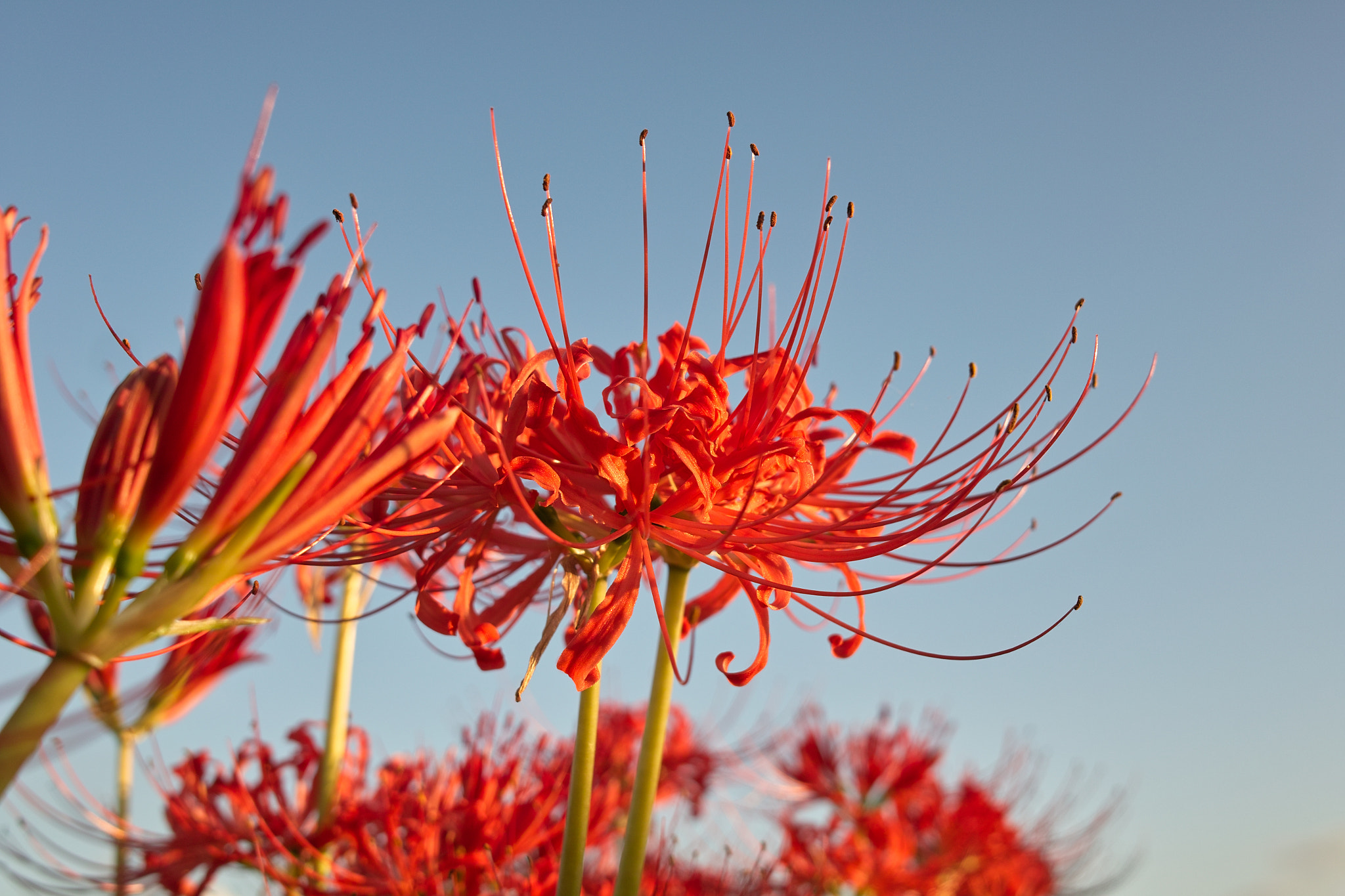 Sigma DP2x sample photo. Blue and red photography