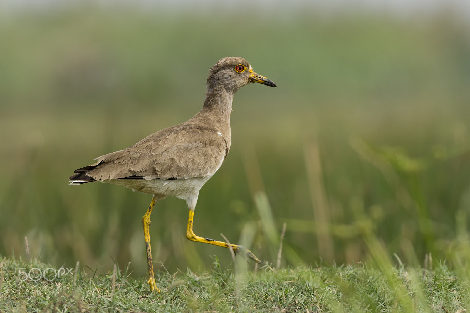 Canon EOS 60D + Canon EF 400mm F5.6L USM sample photo. Grey-headed lapwing @ mangalajodi photography