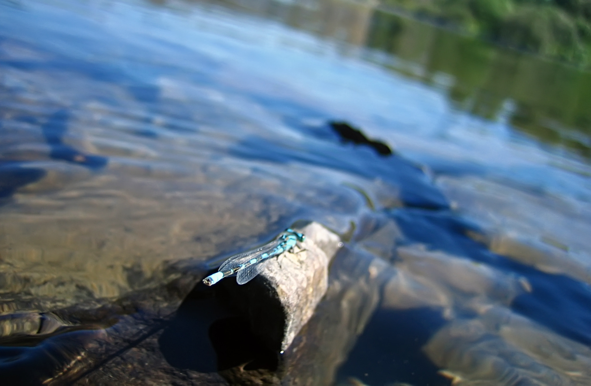 Canon POWERSHOT SD200 sample photo. Dragonfly on the water photography