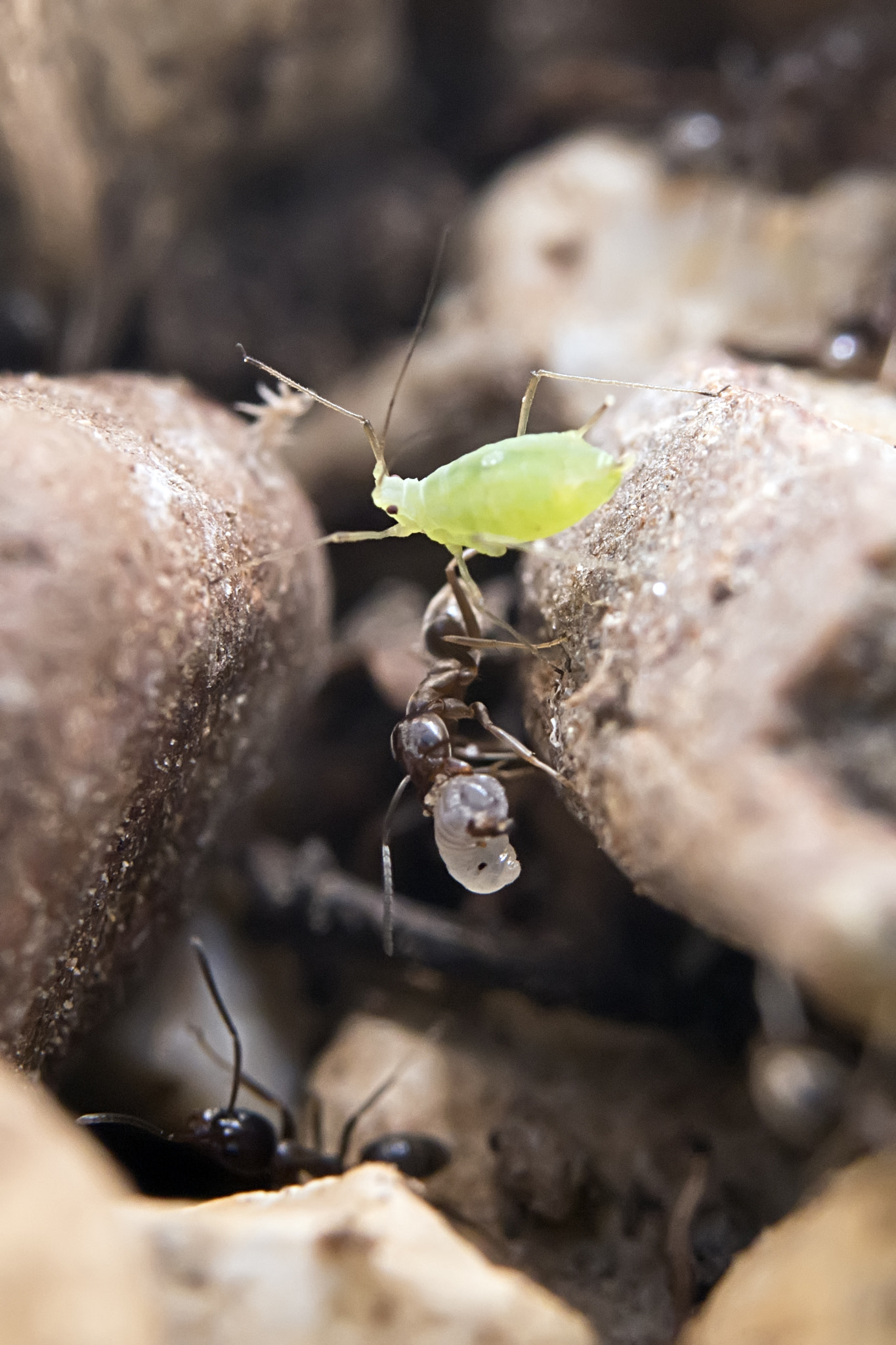 Nikon AF-S Micro-Nikkor 60mm F2.8G ED sample photo. The little aphid that could photography