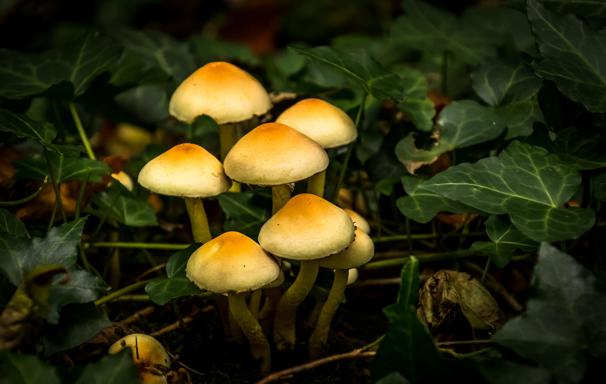 Nikon D500 sample photo. Mushrooms  photography
