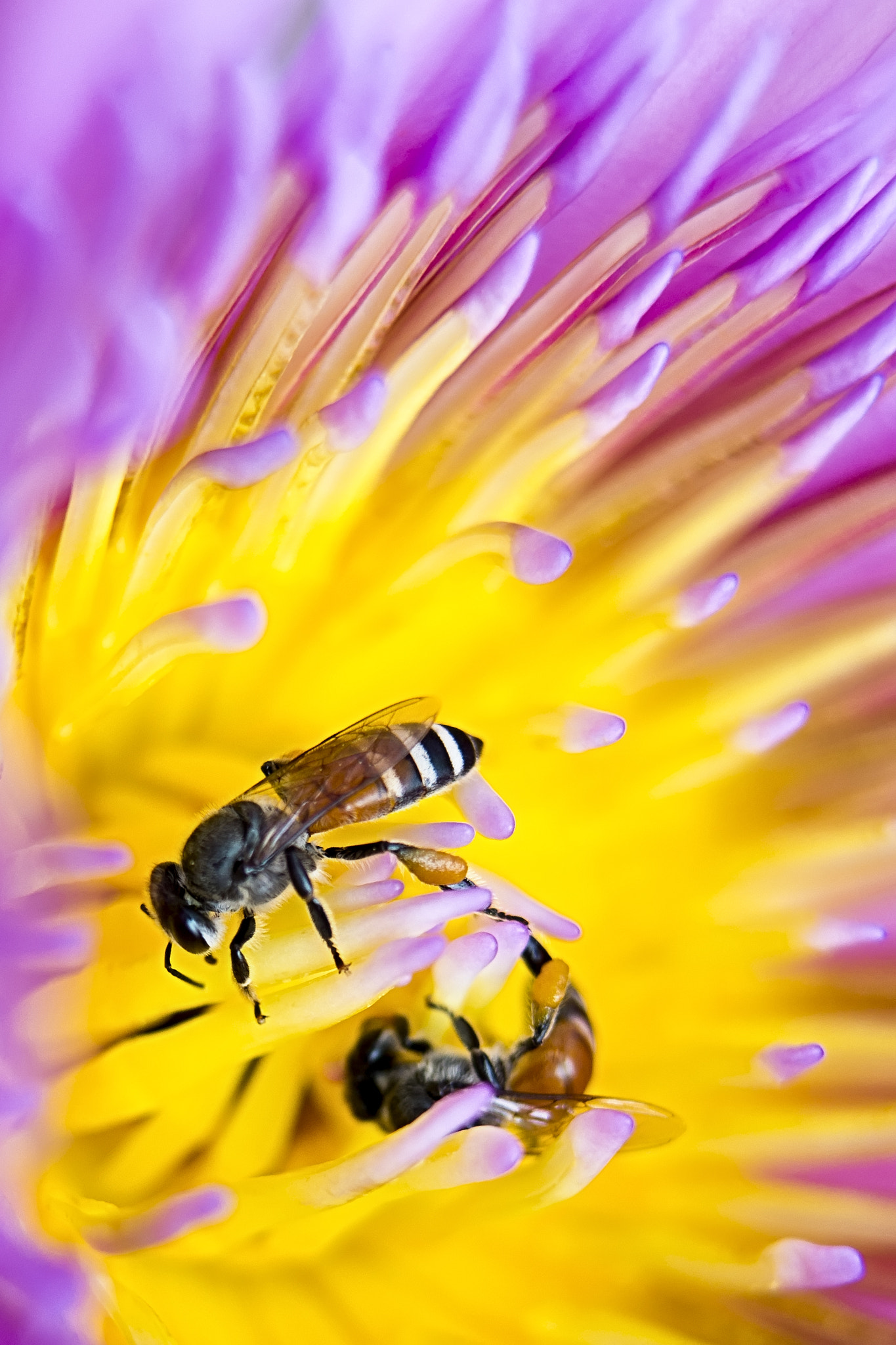 Nikon AF-S Micro-Nikkor 60mm F2.8G ED sample photo. The jewel in the eye of the lotus photography