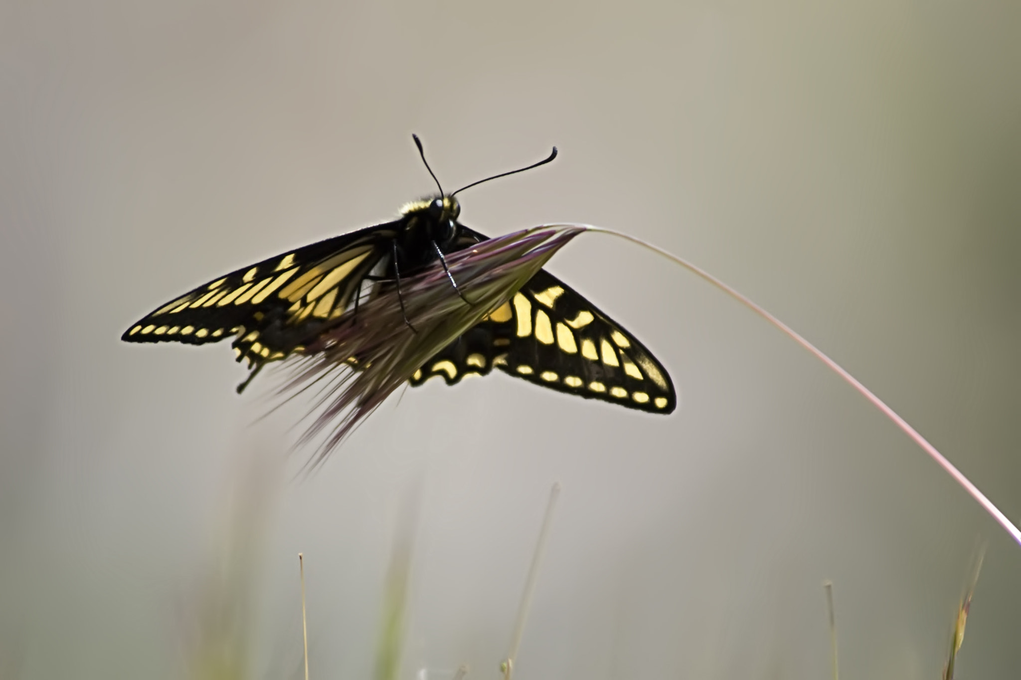 Nikon D80 sample photo. Butterfly photography
