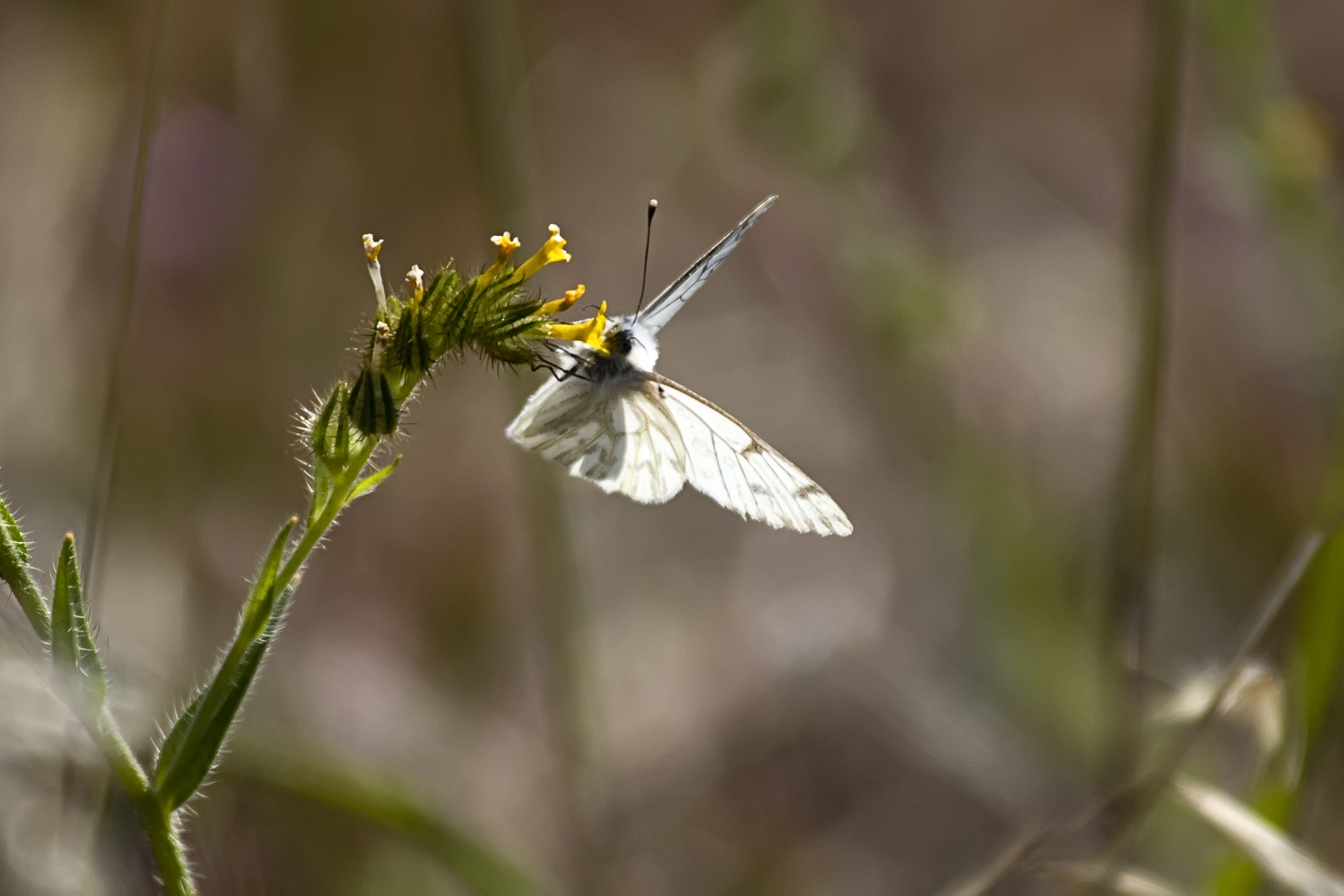 Nikon D80 sample photo. Butterfly photography