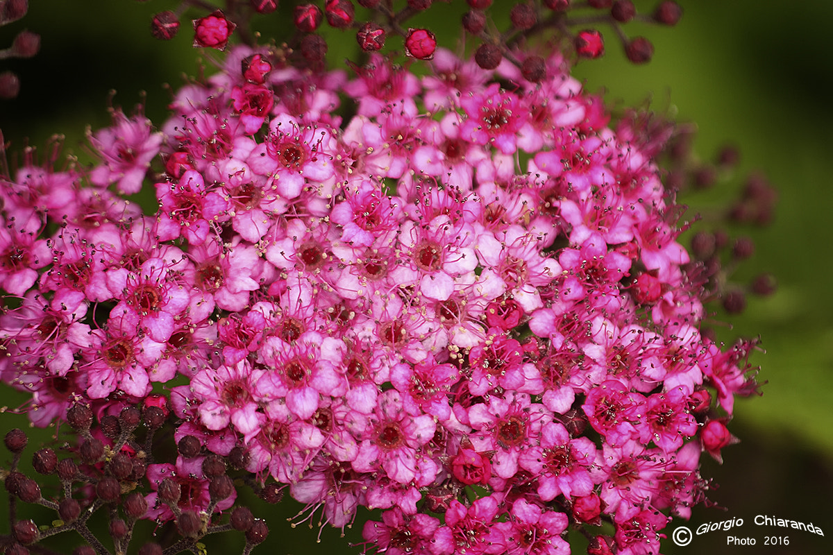 Sigma APO Macro 150mm f/2.8 EX DG HSM sample photo. Spiraea japonica photography
