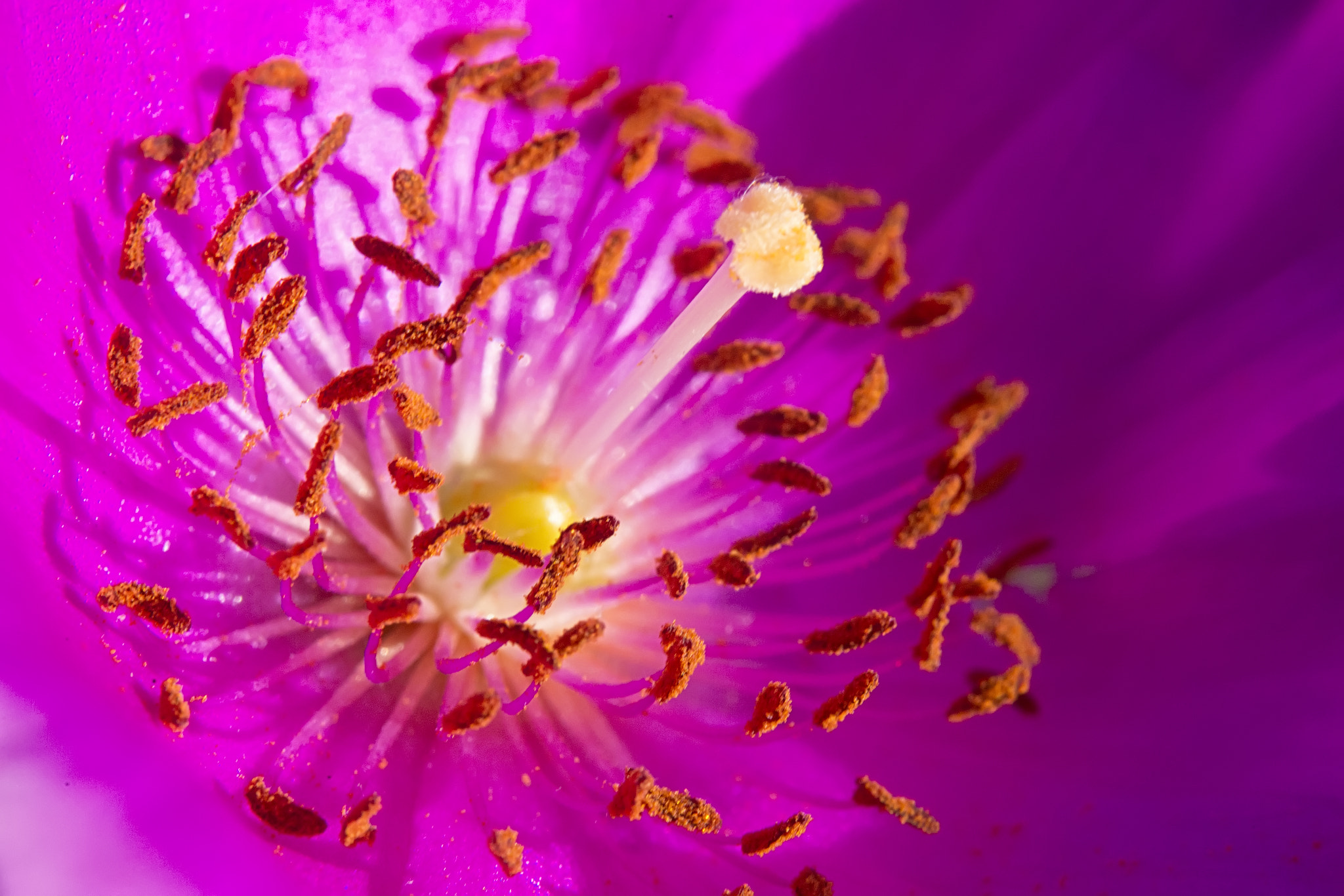Nikon AF-S Micro-Nikkor 60mm F2.8G ED sample photo. Flower photography