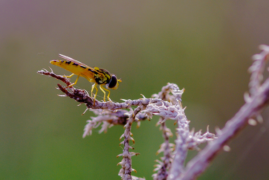 Pentax K20D sample photo. Bee photography