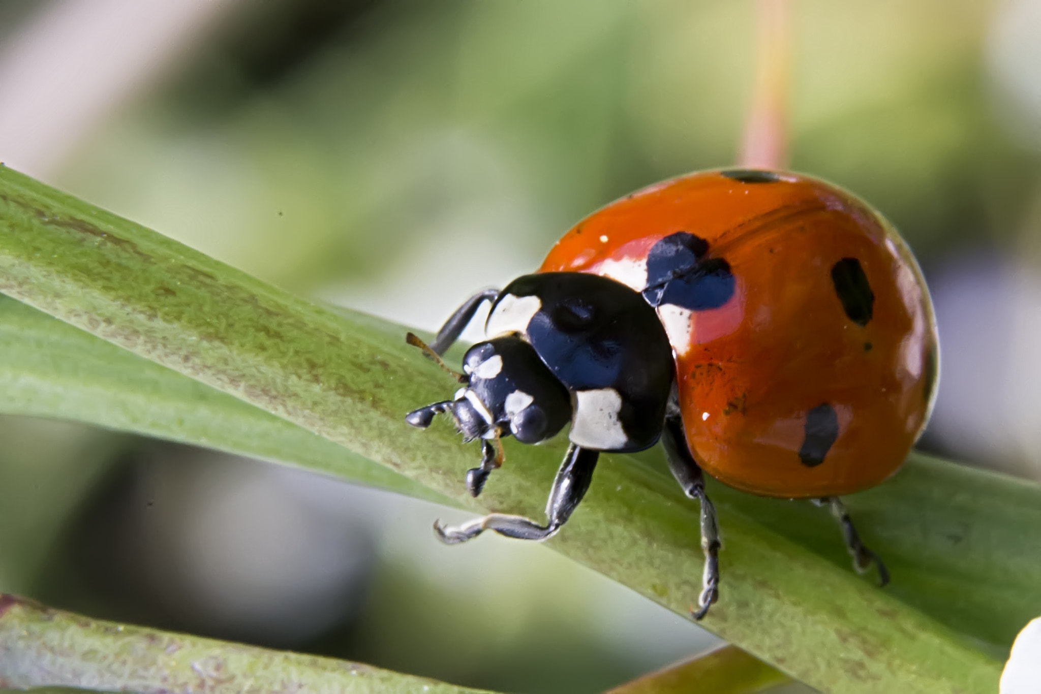 Nikon AF-S Micro-Nikkor 60mm F2.8G ED sample photo. Ladybug photography