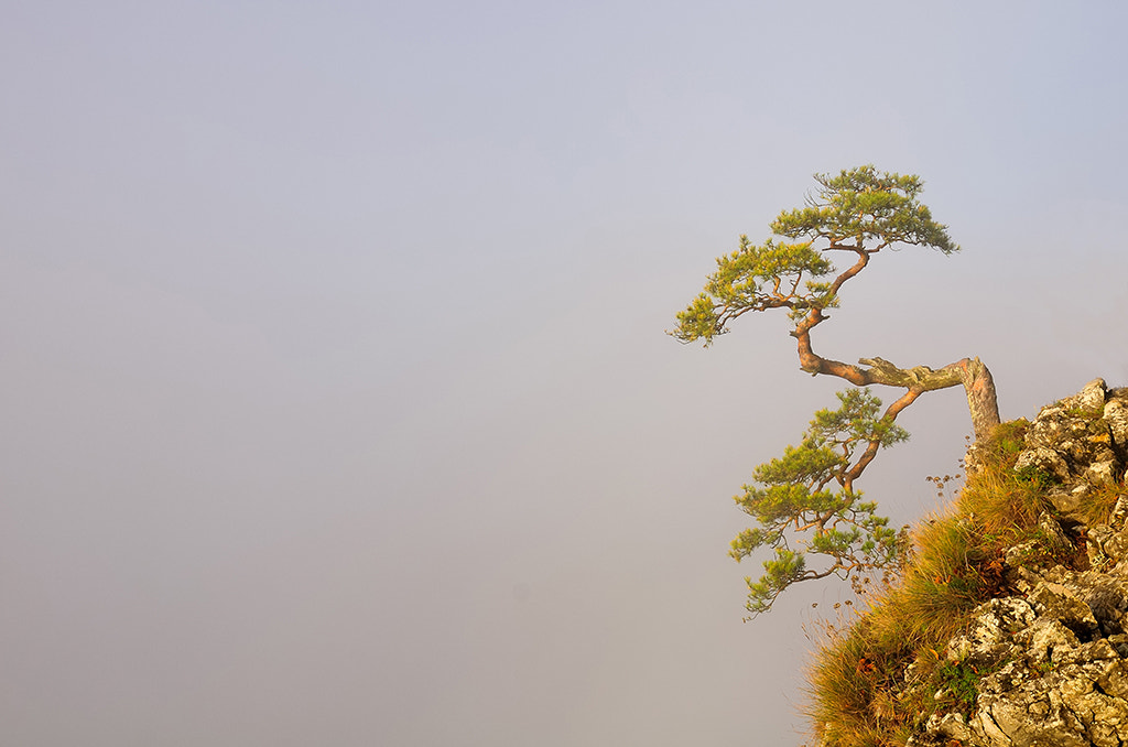 Nikon D300S sample photo. Sosna na sokolicy,pieniny 2016r. photography