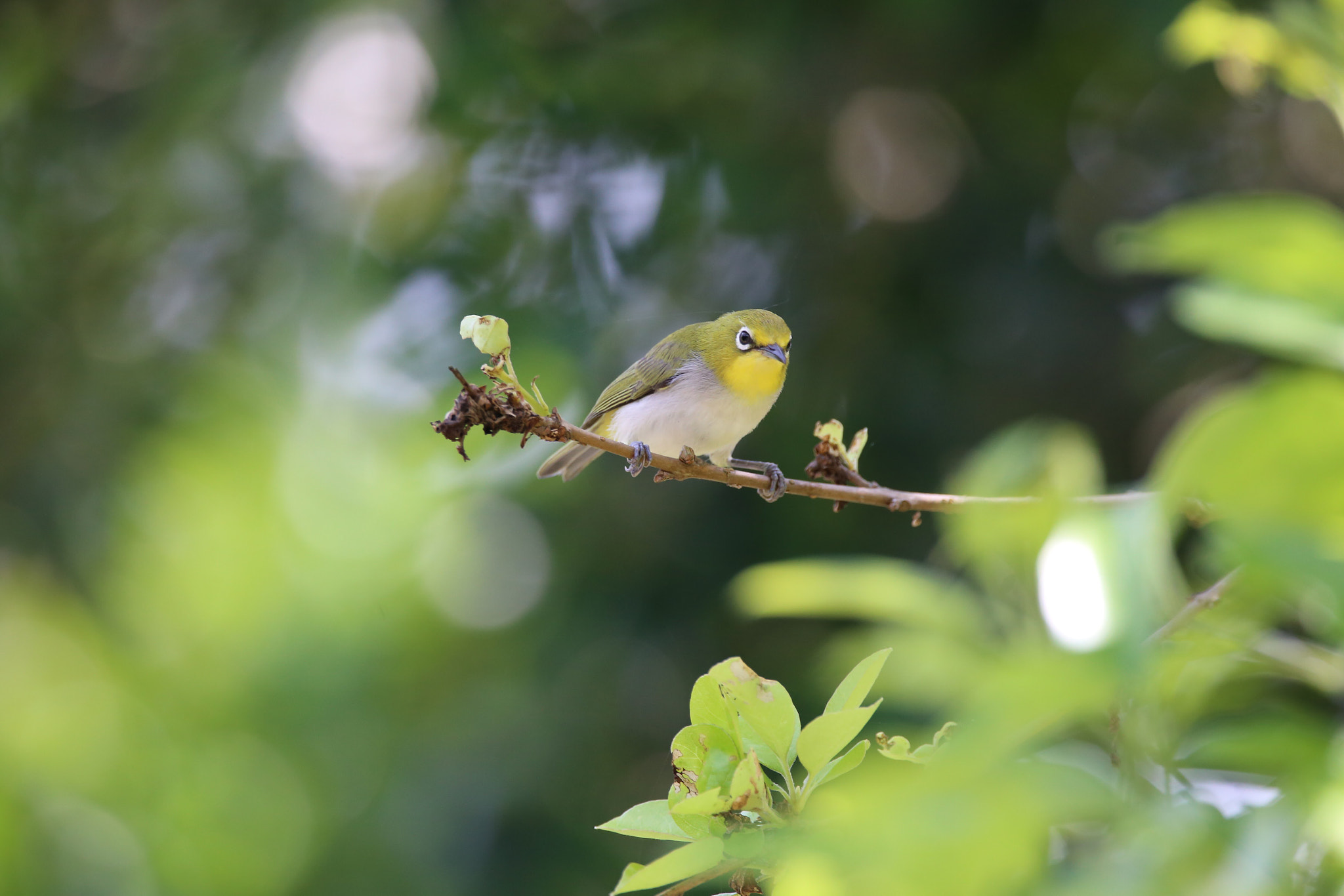 Sigma 150mm f/2.8 EX DG OS HSM APO Macro sample photo. Zosterops japonicus photography