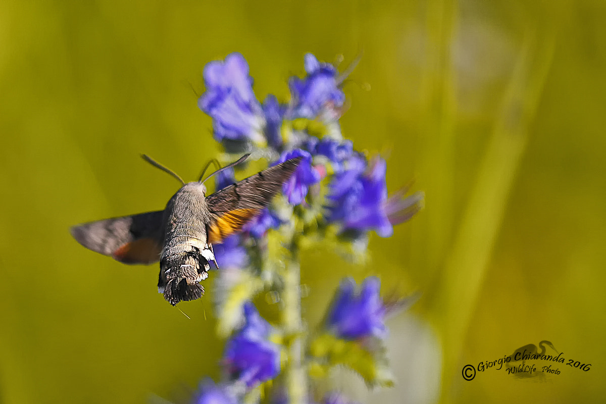 Sigma APO Macro 150mm f/2.8 EX DG HSM sample photo. Sfinge del galio o sfinge colibrì (macroglossum stellatarum) photography