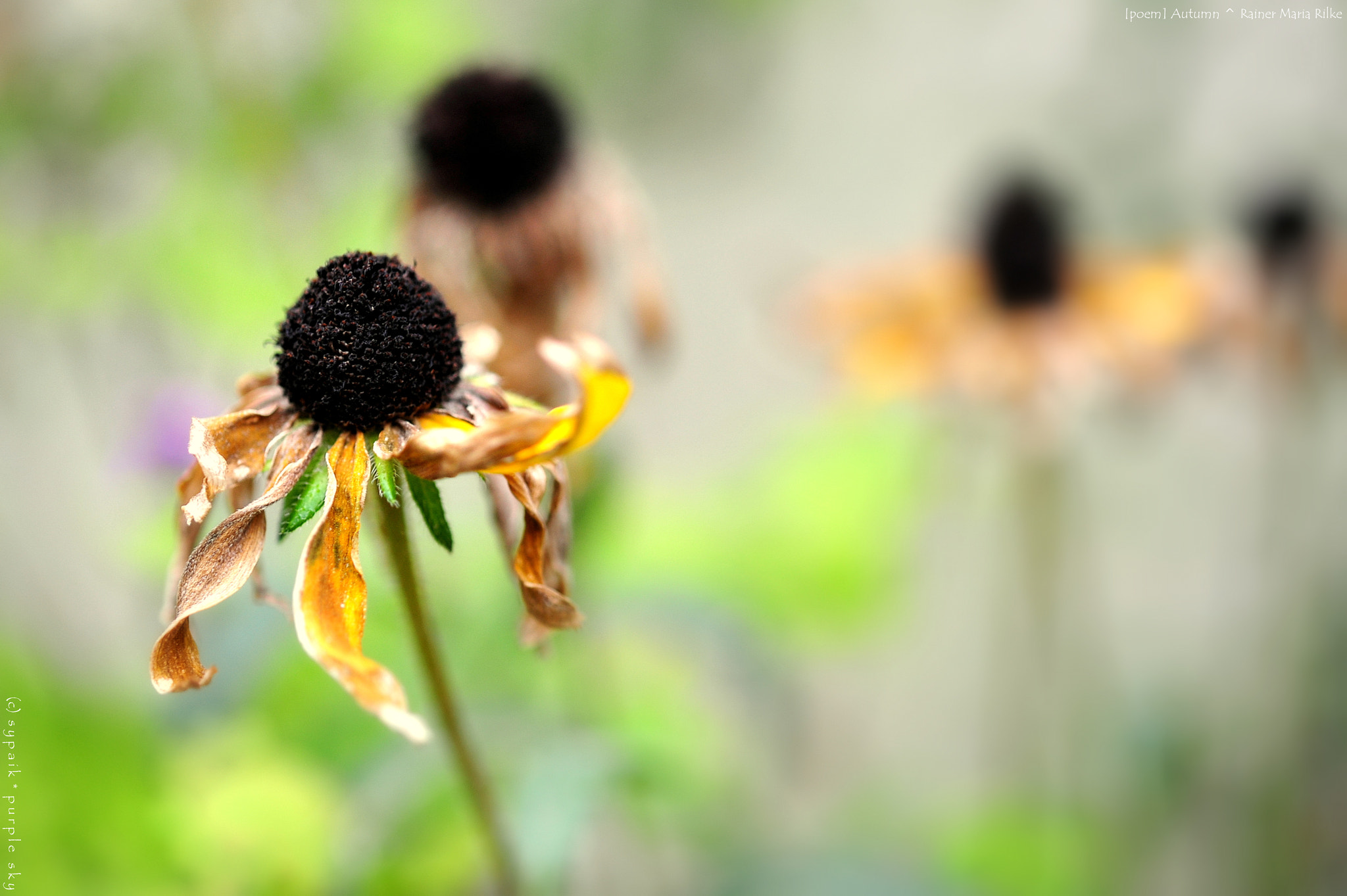 Nikon AF-S Micro-Nikkor 60mm F2.8G ED sample photo. Autumn photography