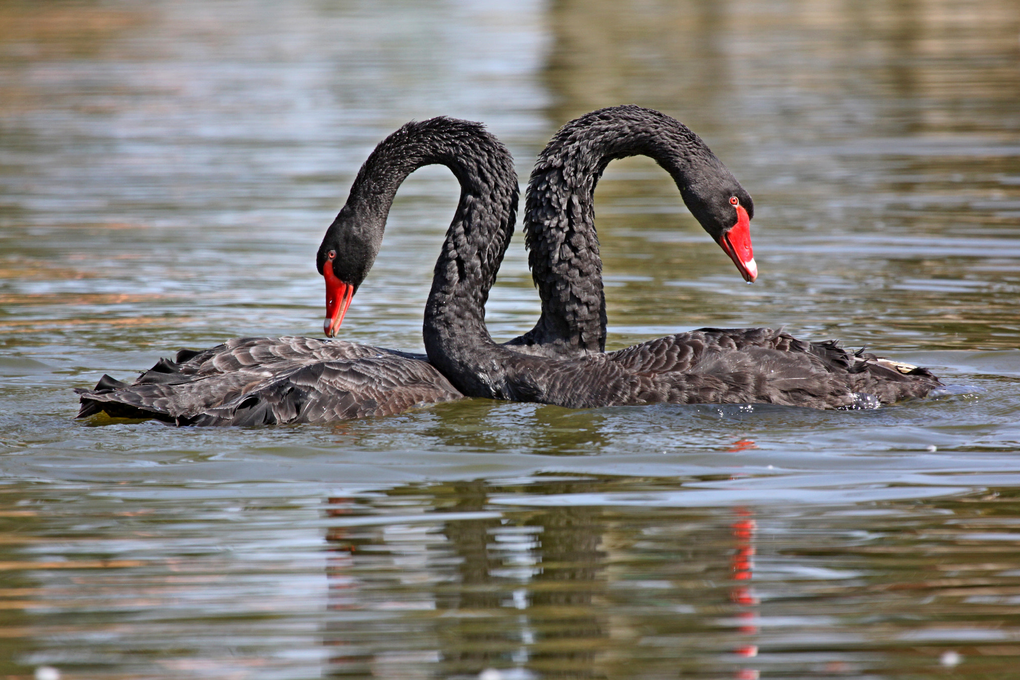 Canon EF 100-400mm F4.5-5.6L IS USM sample photo. Black swan photography