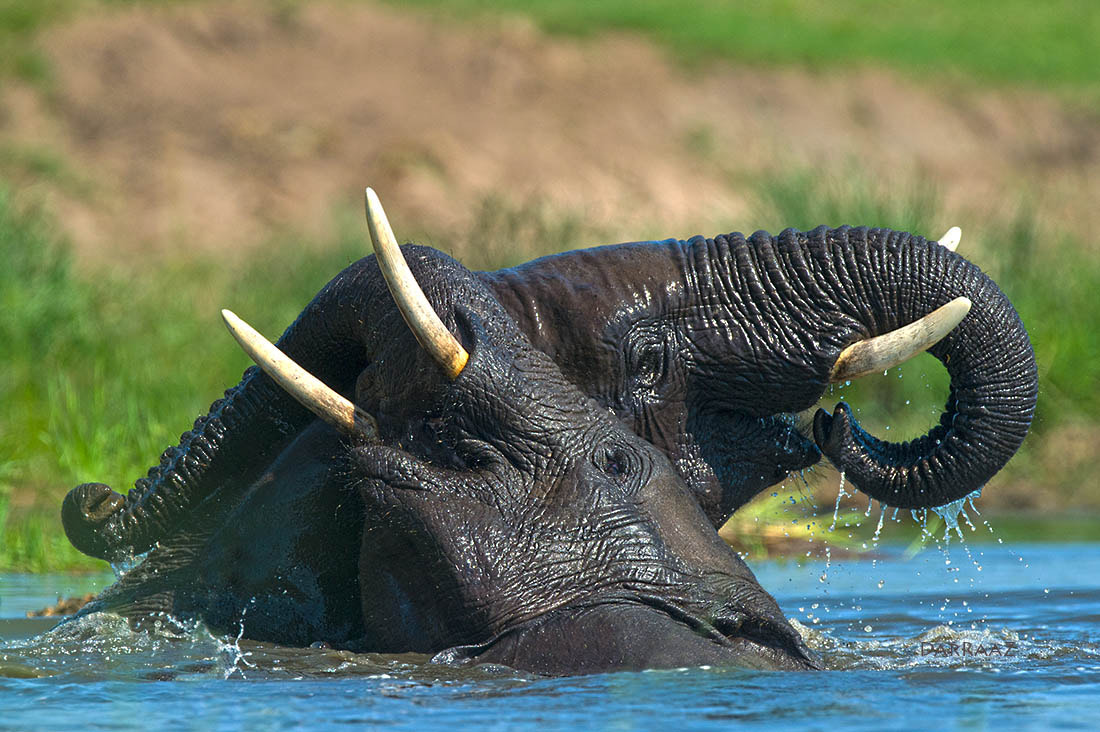 Nikon D4 + Nikon AF-S Nikkor 600mm F4G ED VR sample photo. Love is in the air photography
