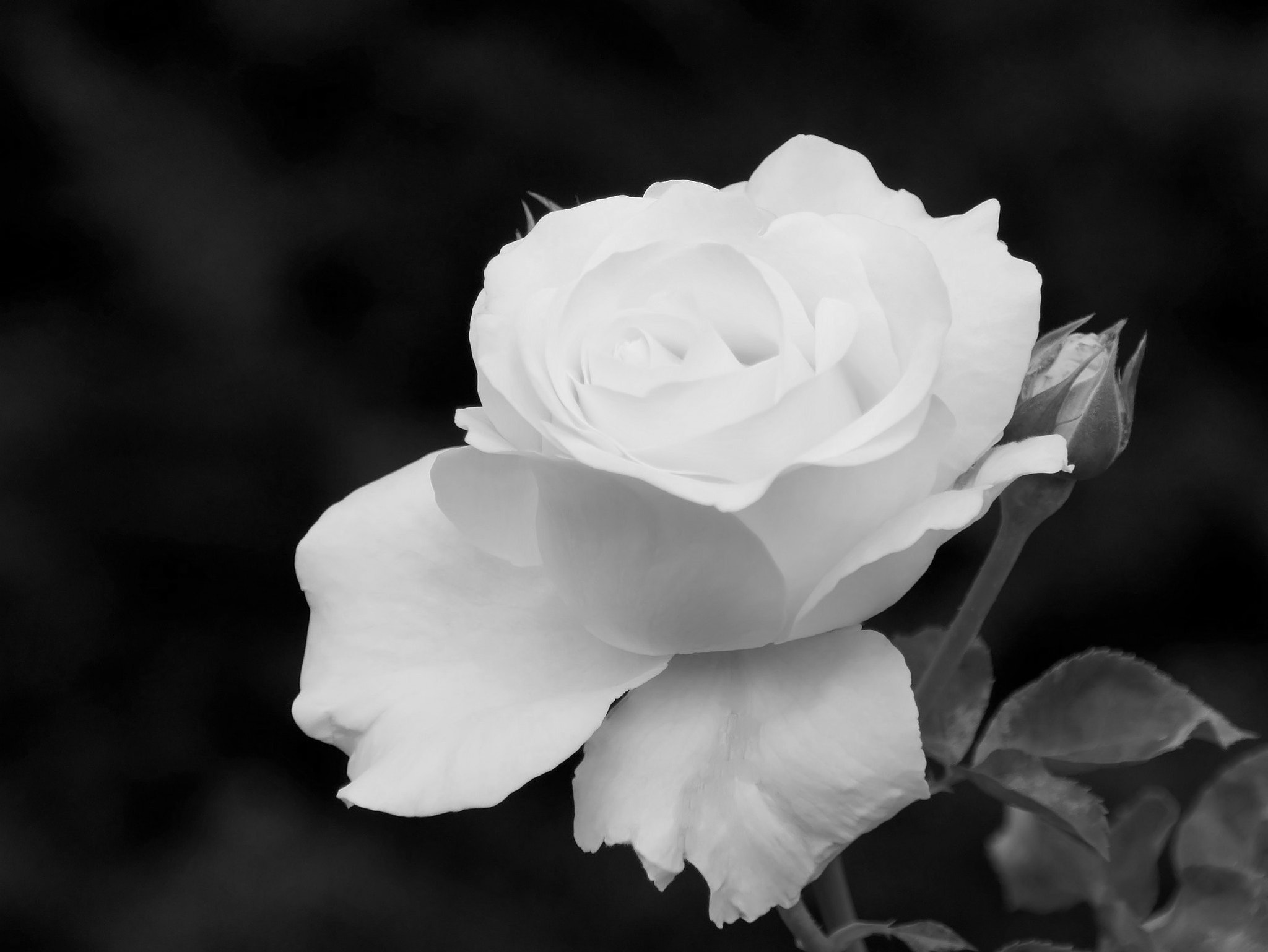 Sony Alpha DSLR-A450 sample photo. White rose-1 photography