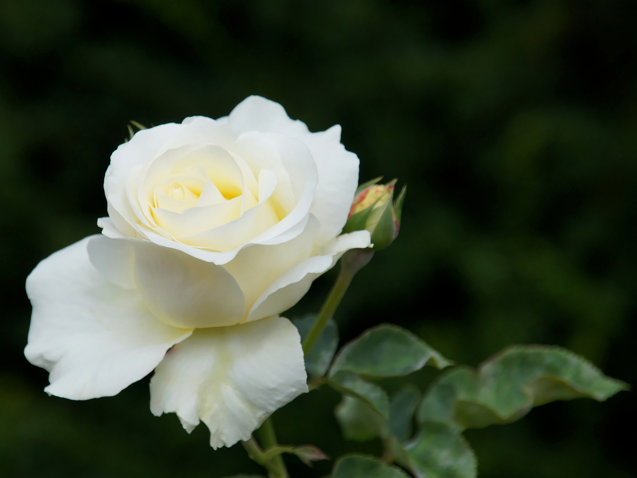 Sony Alpha DSLR-A450 sample photo. White rose-2 photography