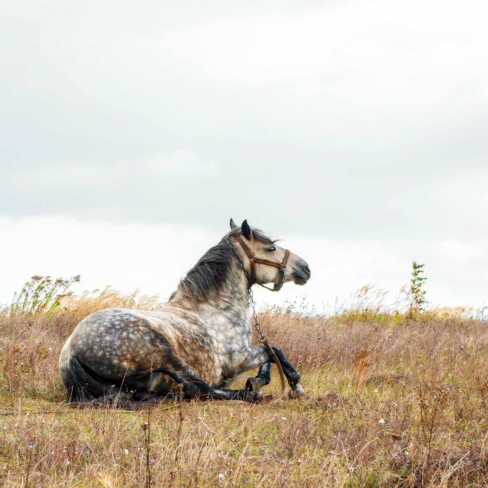 Pentax K200D sample photo. Horse lying on the grass in the field photography